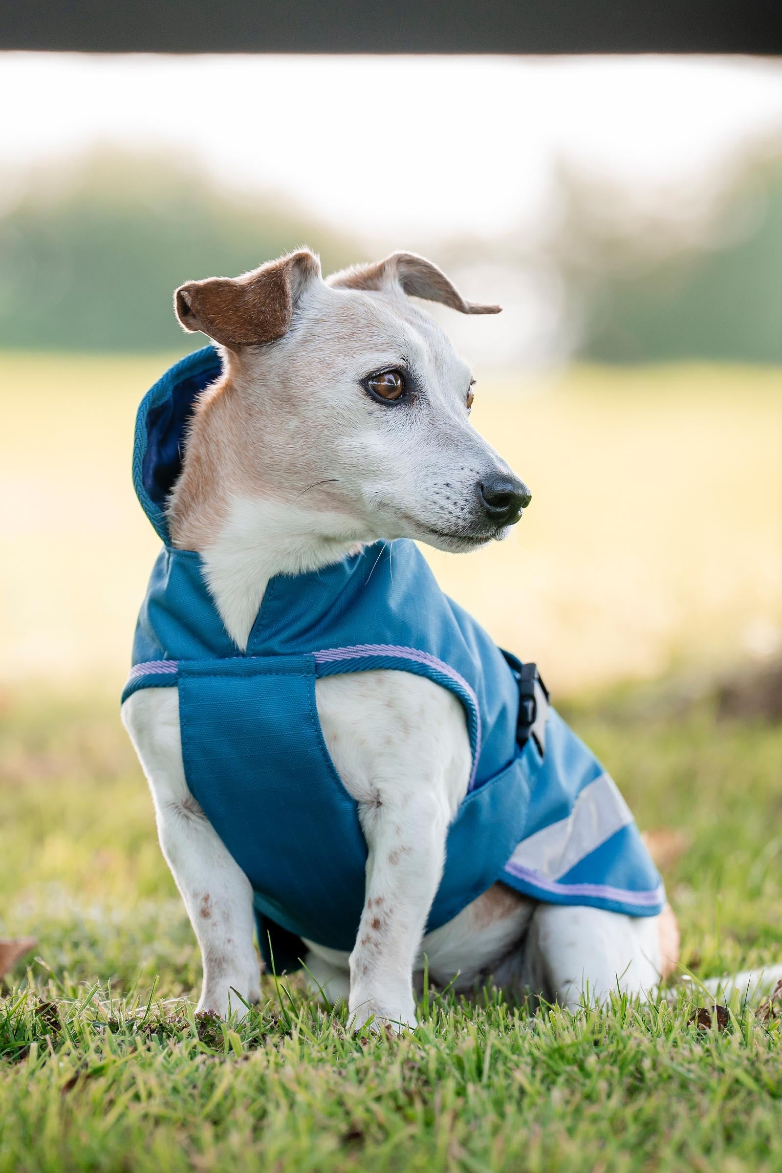 Bucas Freedom Dog Rug, 300g (50-75 cm) Dog Accesories