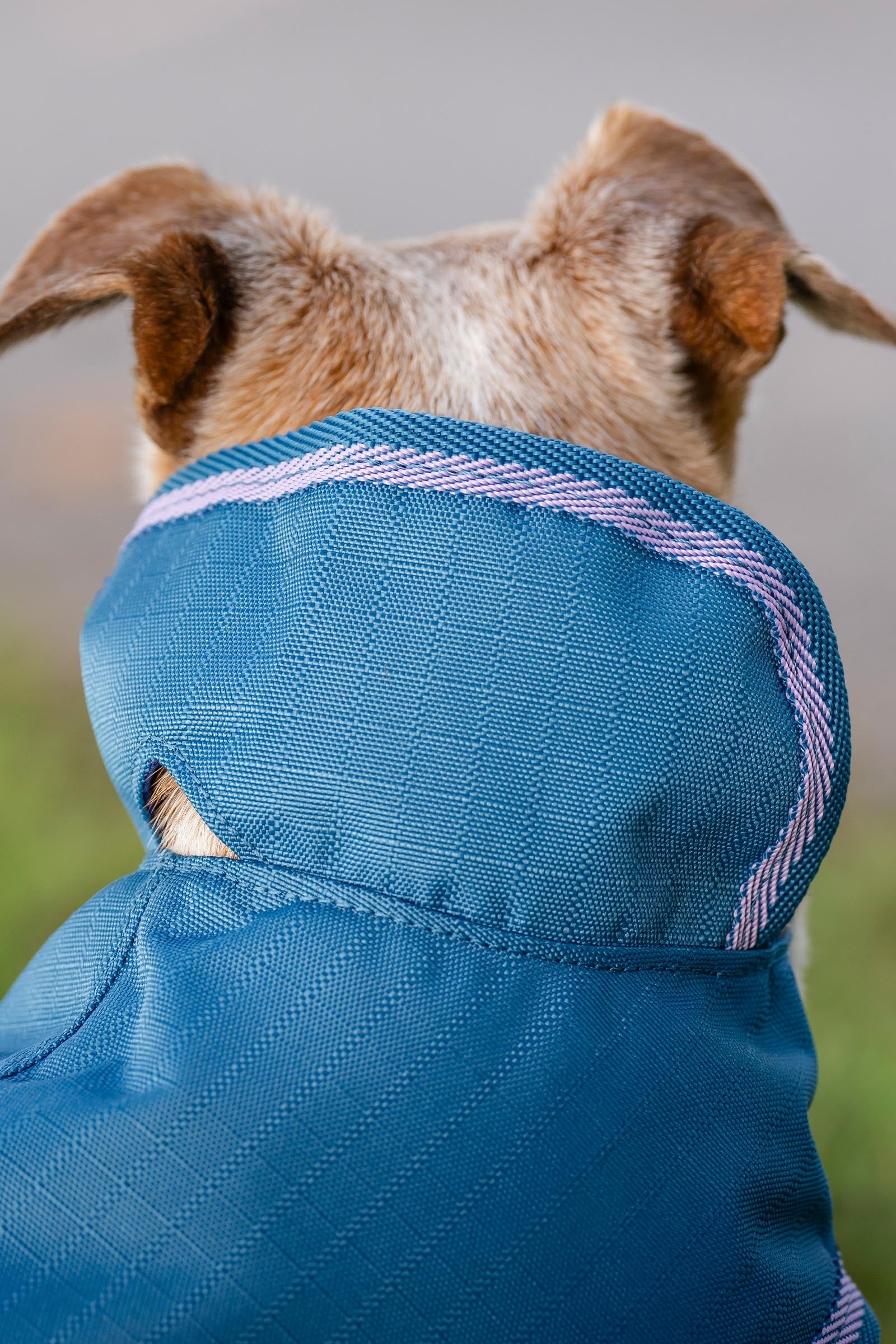 Bucas Freedom Dog Rug, 300g (50-75 cm) Dog Accesories