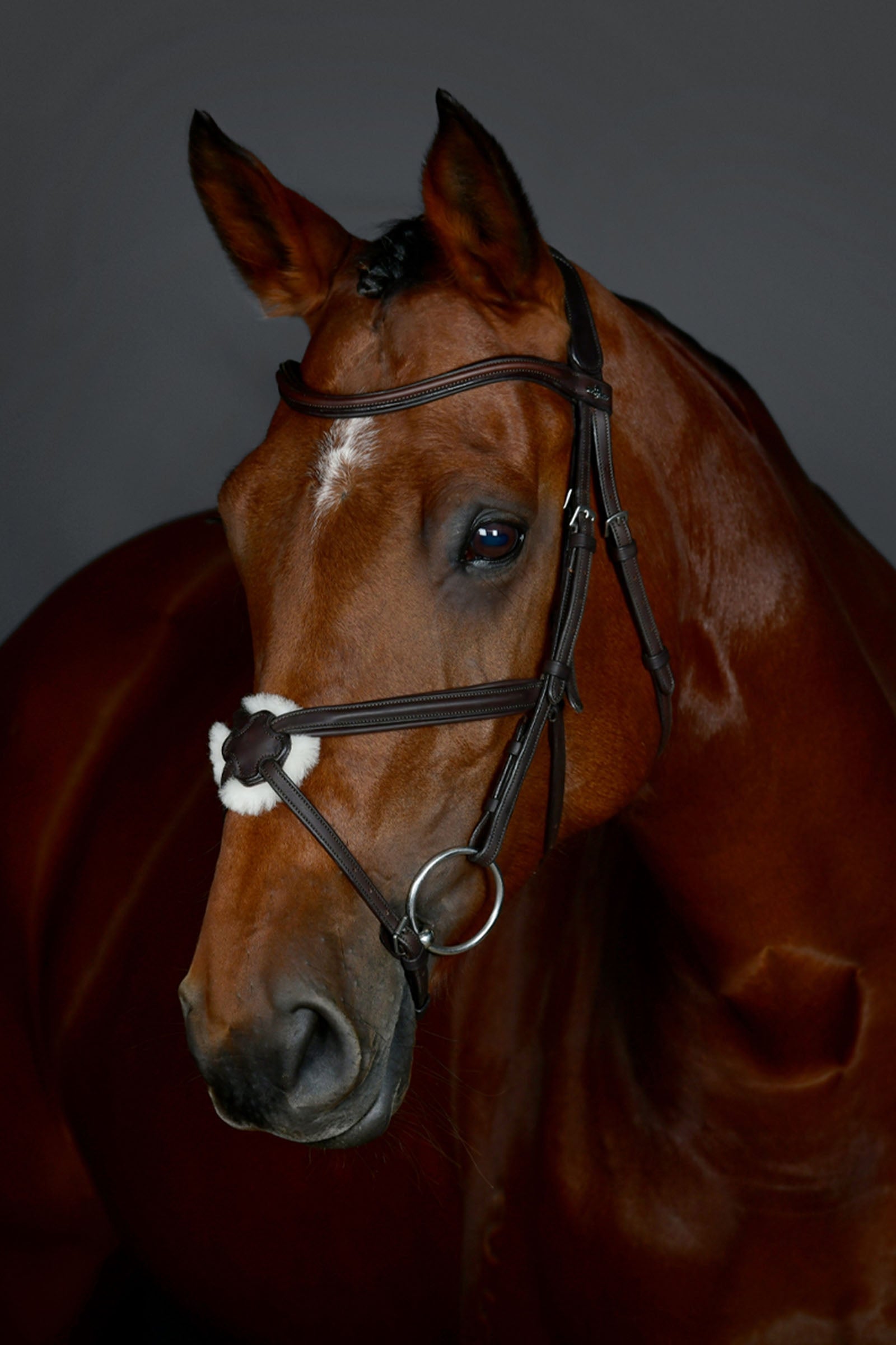 Collegiate Comfitec Opulux proste wyściełane ogłowie z nachrapnikiem meksykańskim Ogłowia i wodze