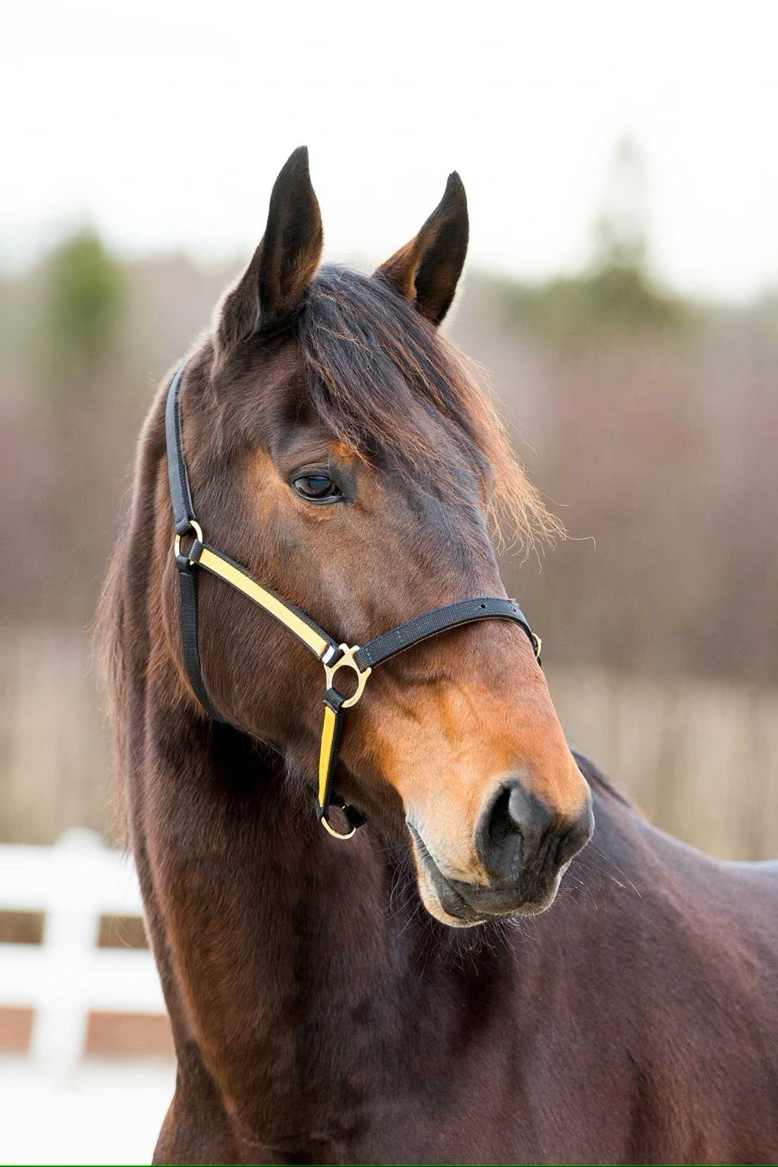 Finntack Syntetyczny nylonowy kantar Pro Yankee z otwartym nosem Kantary i uwiązy