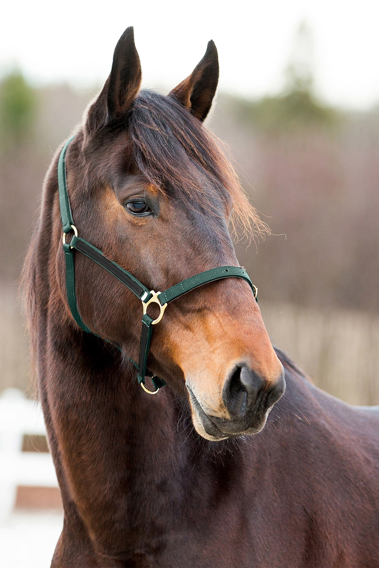 Finntack Syntetyczny nylonowy kantar Pro Yankee z otwartym nosem Kantary i uwiązy