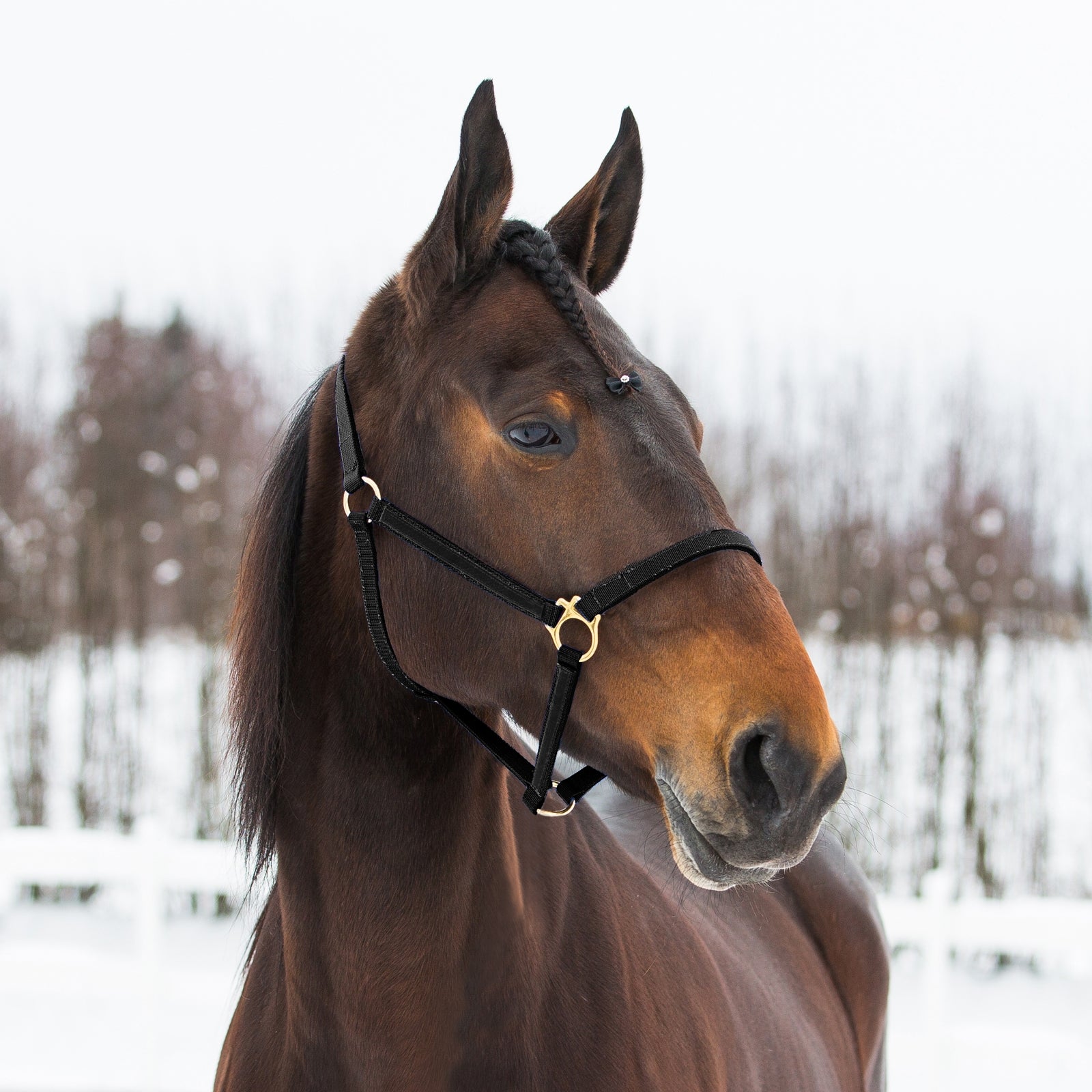 Finntack Syntetyczny nylonowy kanter Pro Yankee Kantary i uwiązy