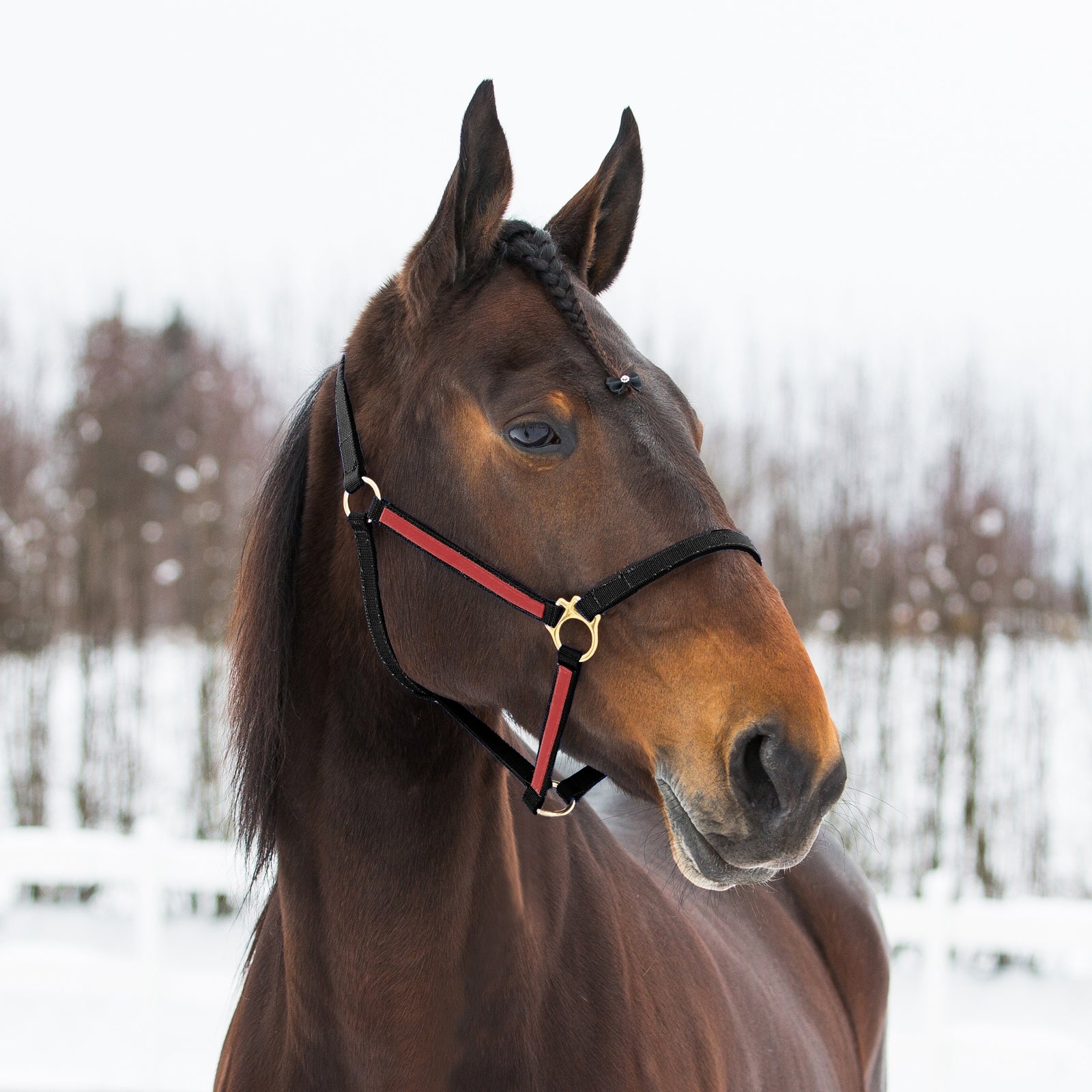 Finntack Syntetyczny nylonowy kanter Pro Yankee Kantary i uwiązy