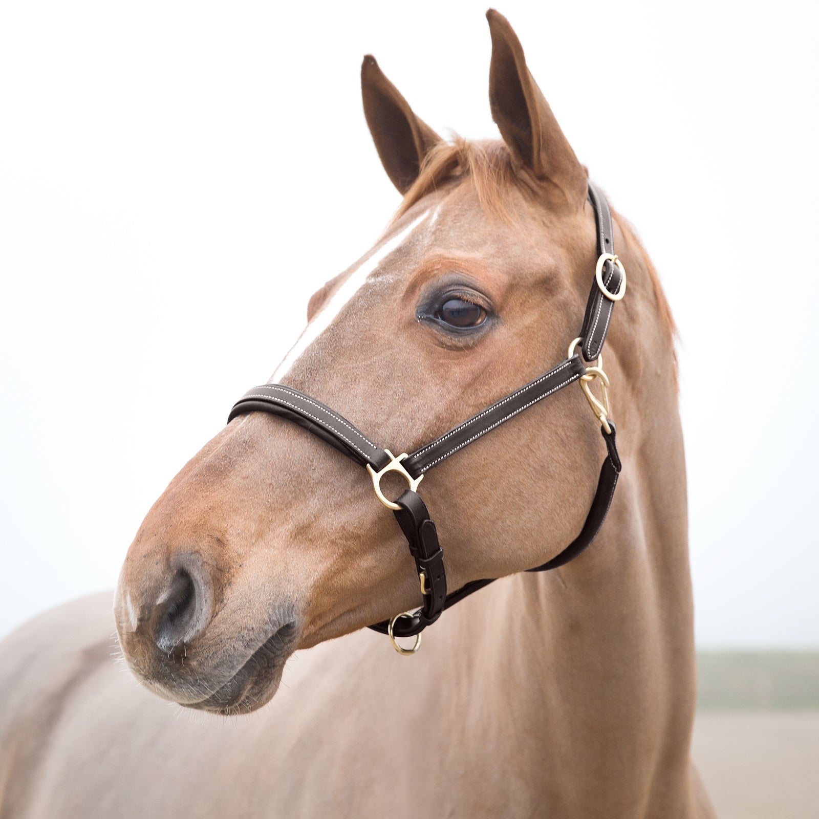 Horze Largo Leather Halter Halters & Leads