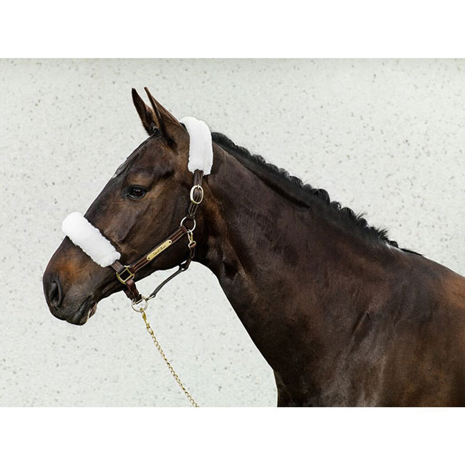 Back on Track Nakładki na kantar Back on Track Kantary i uwiązy