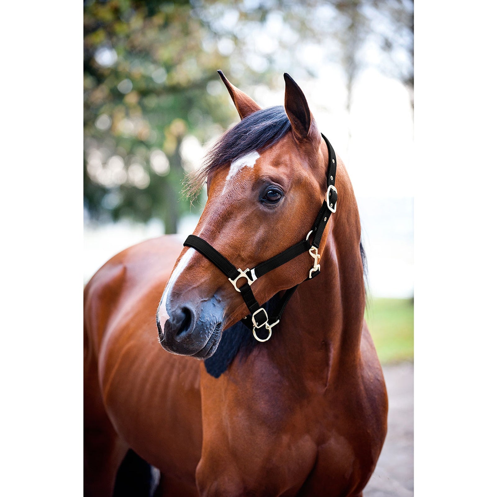 Finntack Pro Nylon Padded Halter Halters & Leads