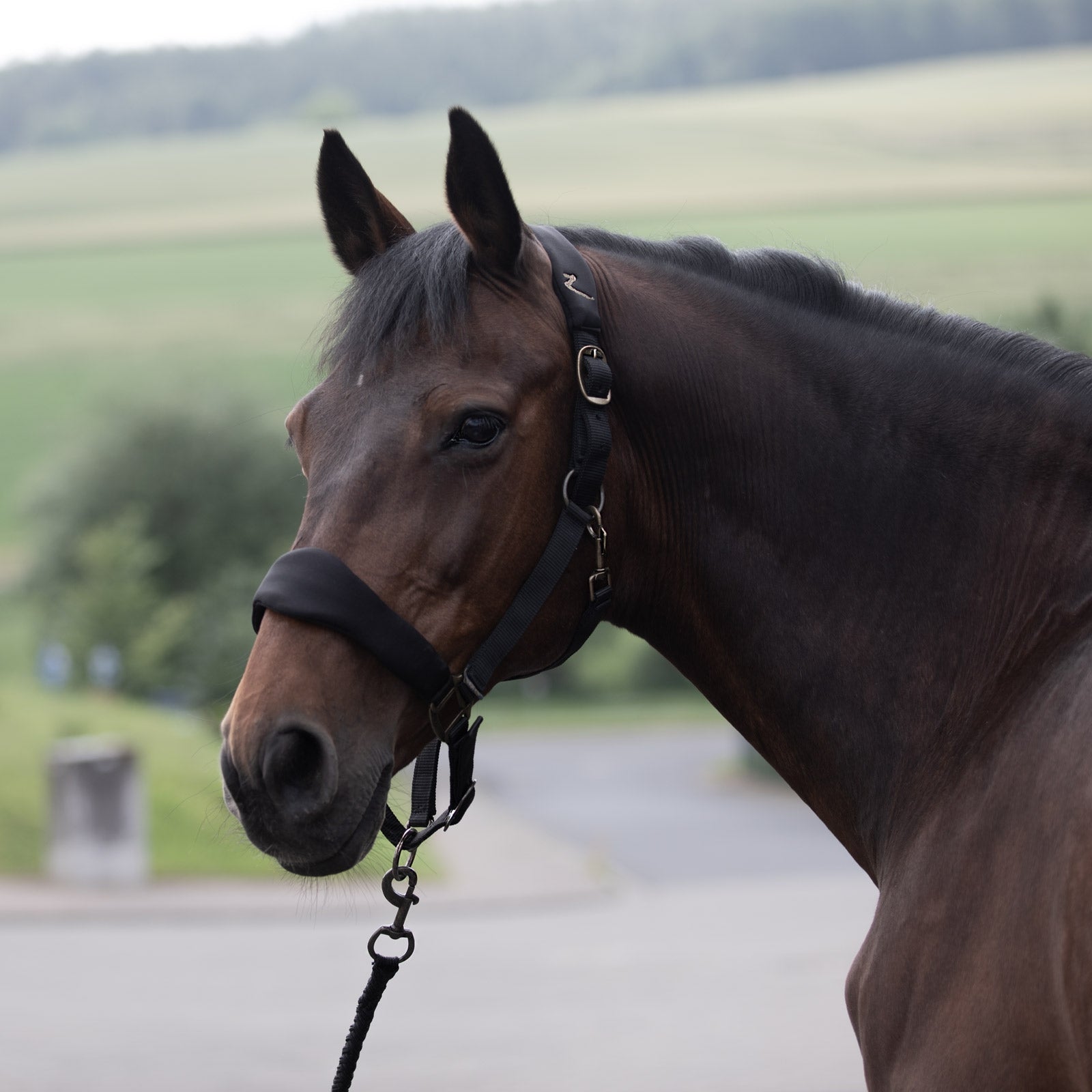 Horze Graz Halter Halters & Leads