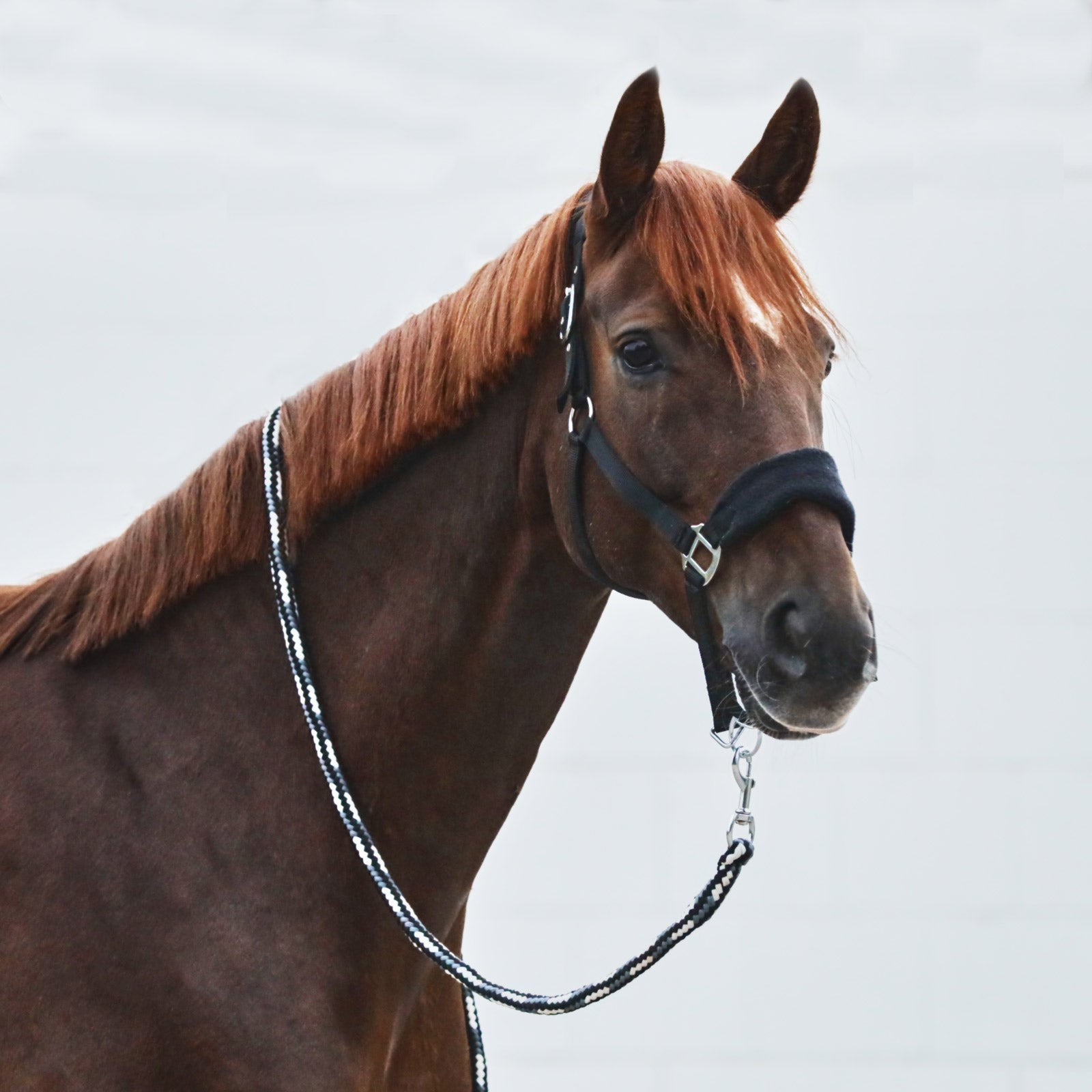 Horze Kiel Halter with Fleece Halters & Leads