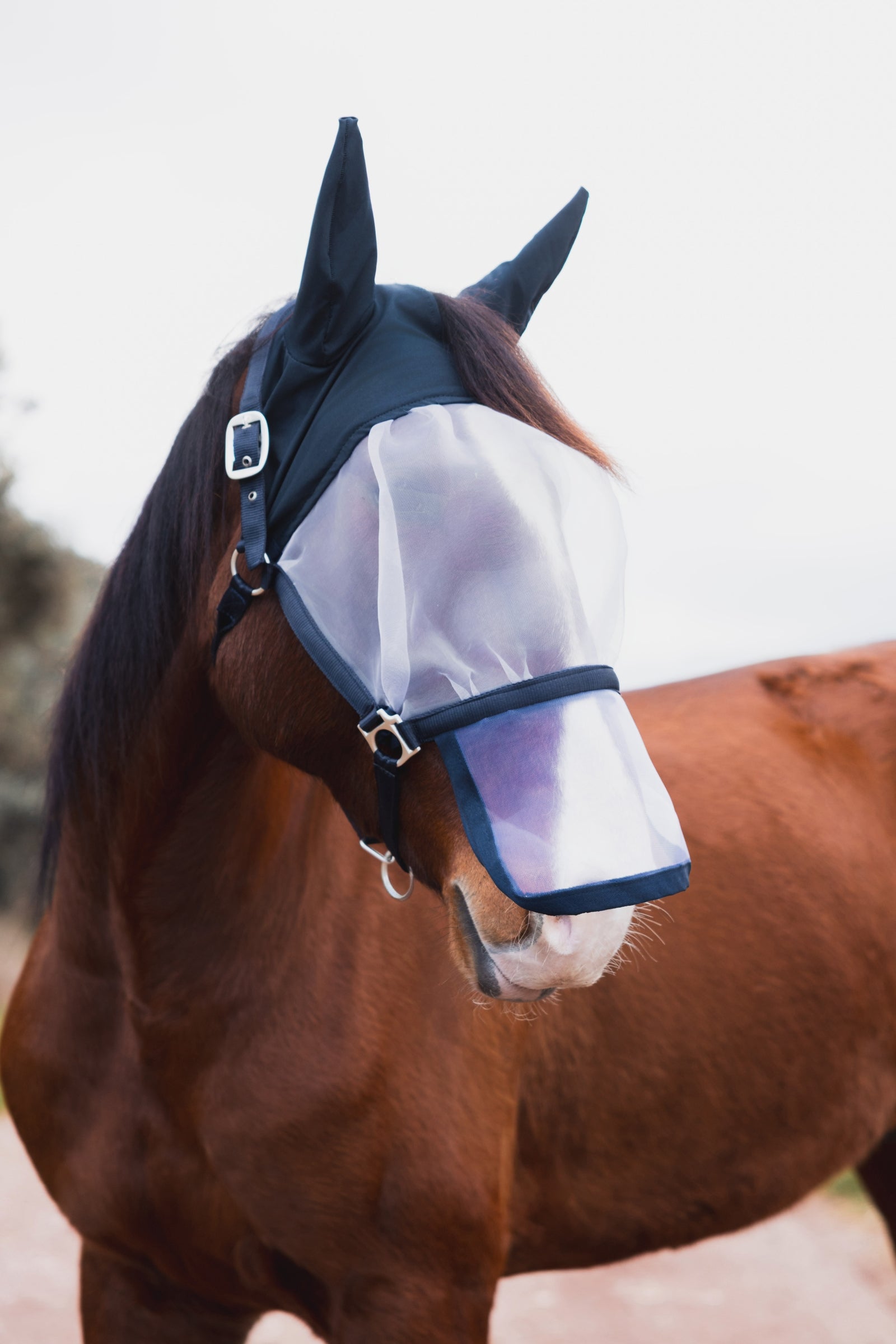 Horze Paso Fino Halter With Fly Mask Antifly Protection for Horses