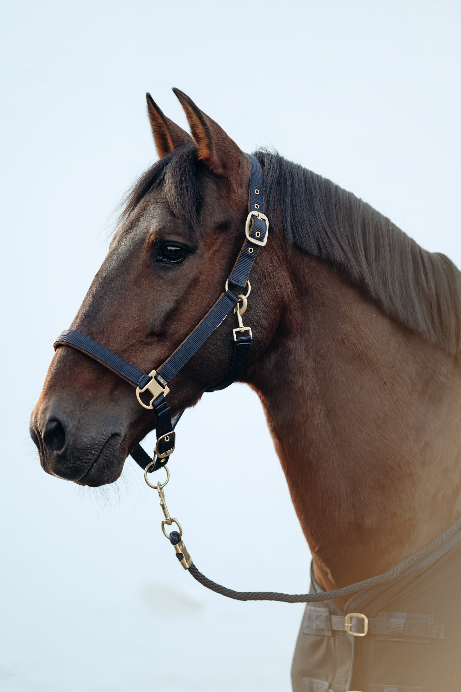 Horze Houston Halter Halters & Leads