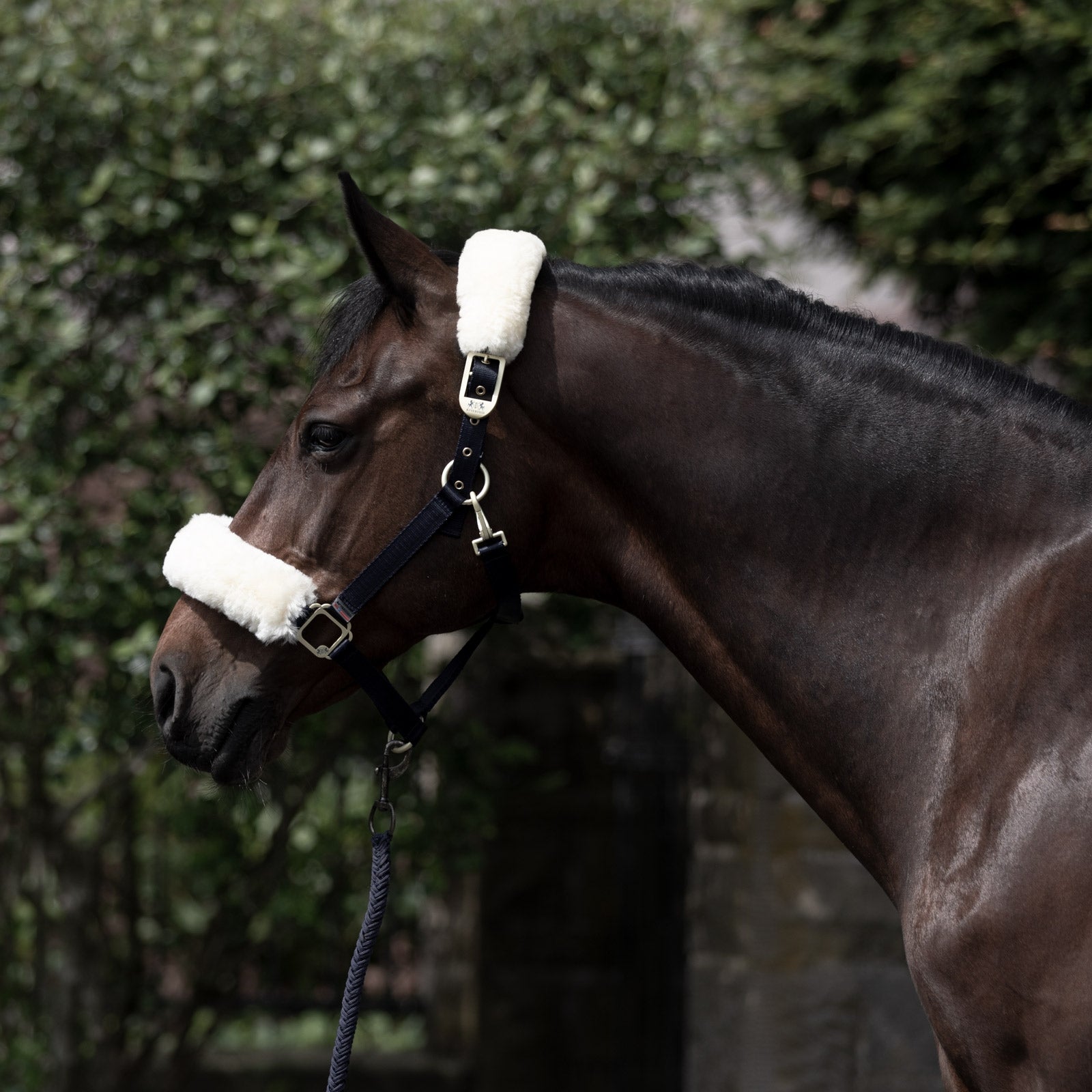 B Vertigo Laurier Halter with Sheepskin Halters & Leads