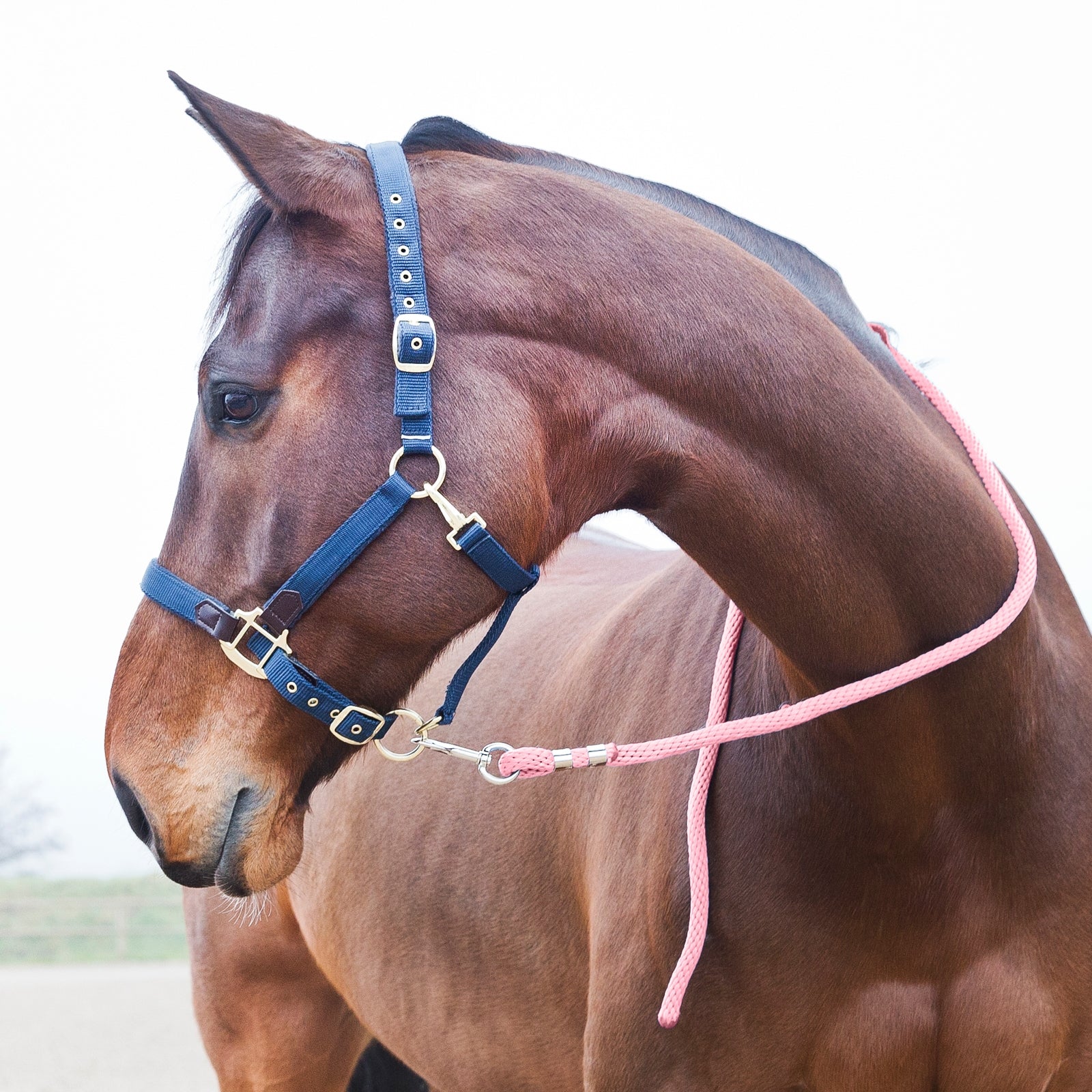 Horze Lead, Snap Buckle Halters & Leads