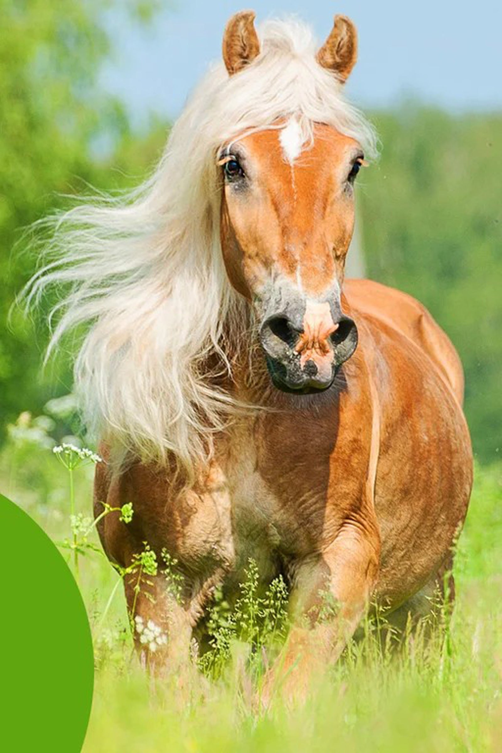 Cowboy Magic Detangler & Shine, 118 mL Horse Health Care