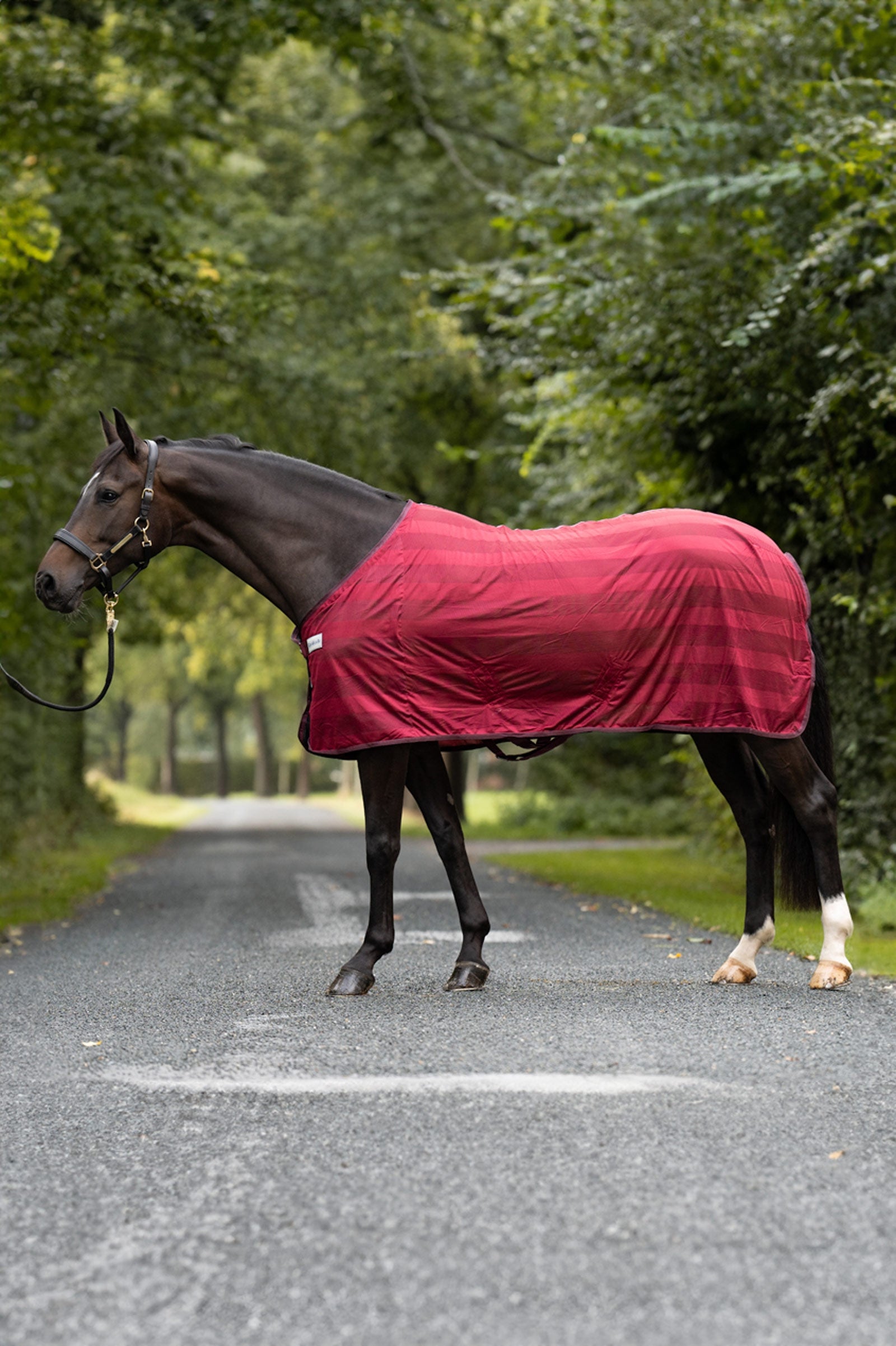 Kavalkade Stripe Fly Rug Horse Rugs
