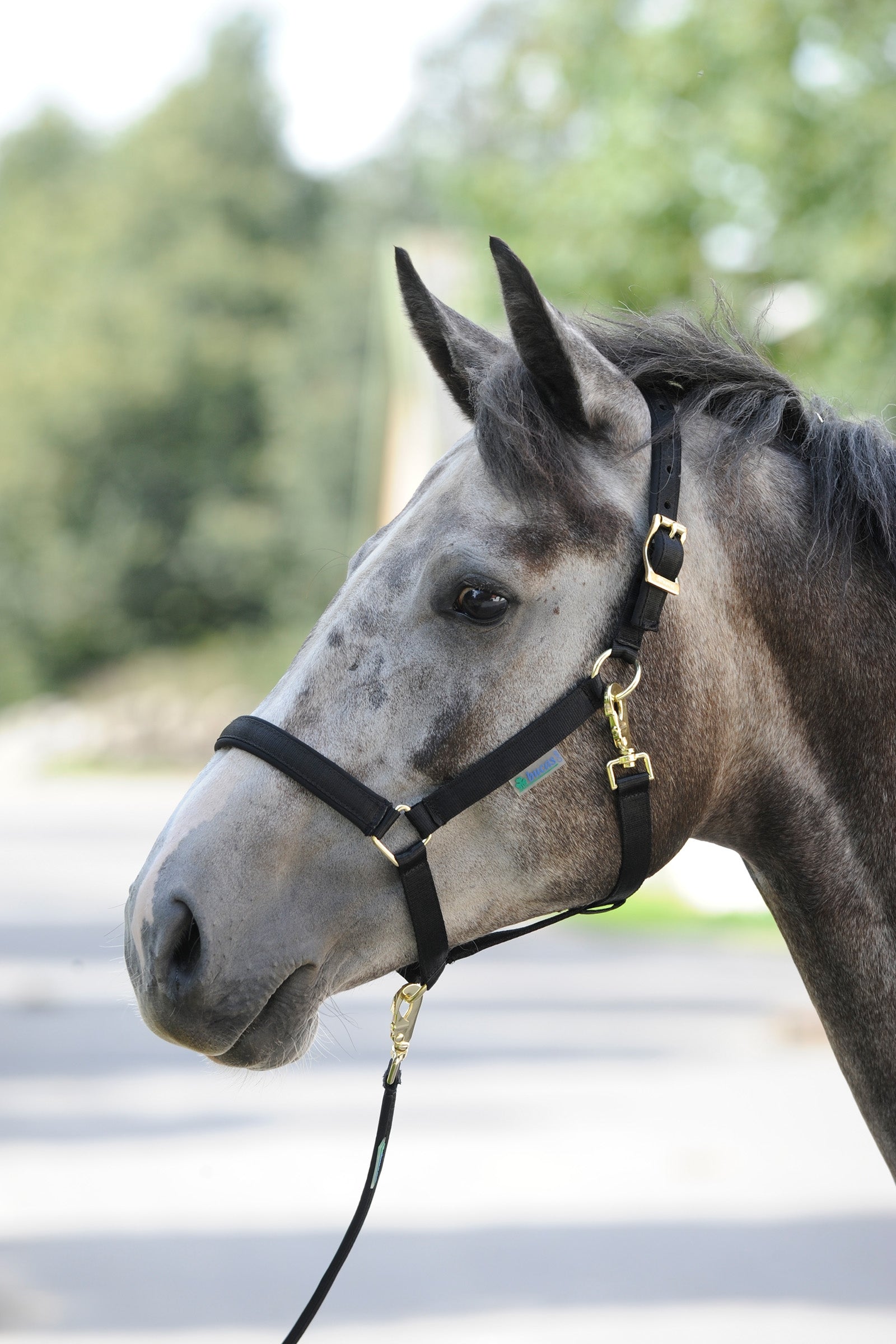 Bucas Luksusowa wyściełana kamizelka Dublin Kantary i uwiązy