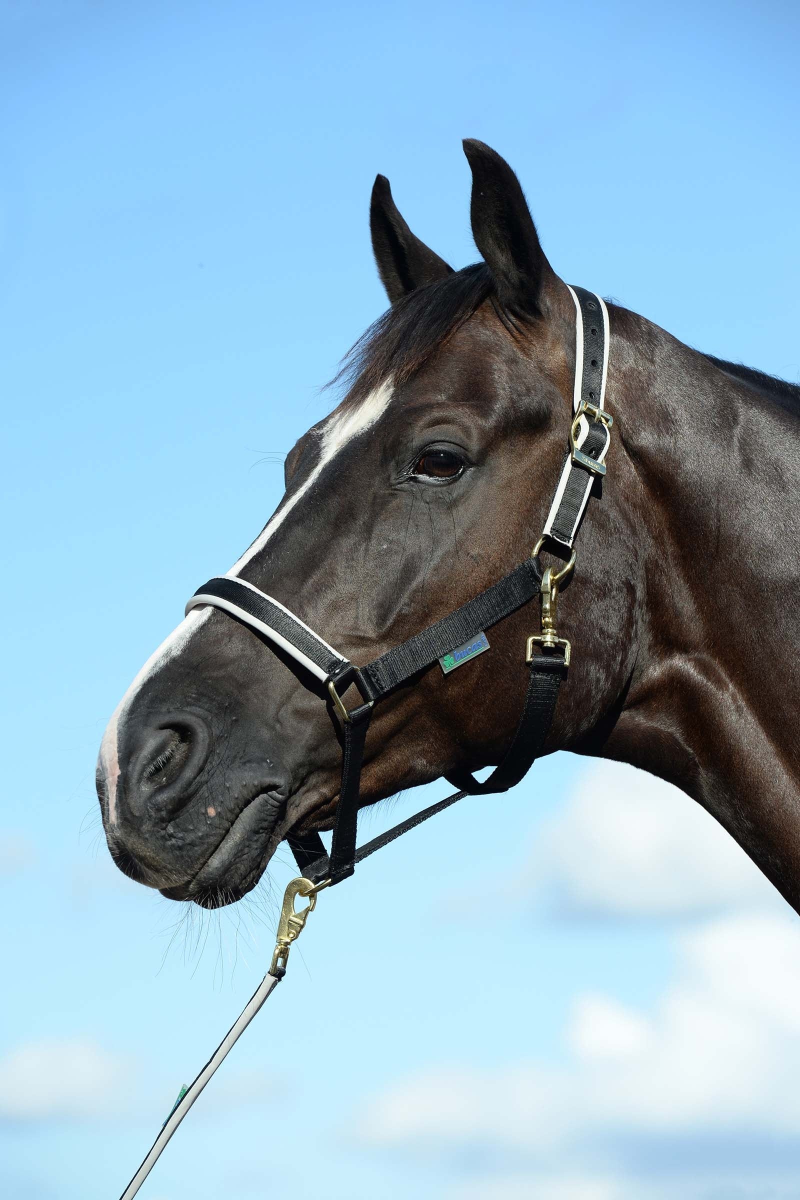 Bucas Luksusowa wyściełana kamizelka Dublin Kantary i uwiązy