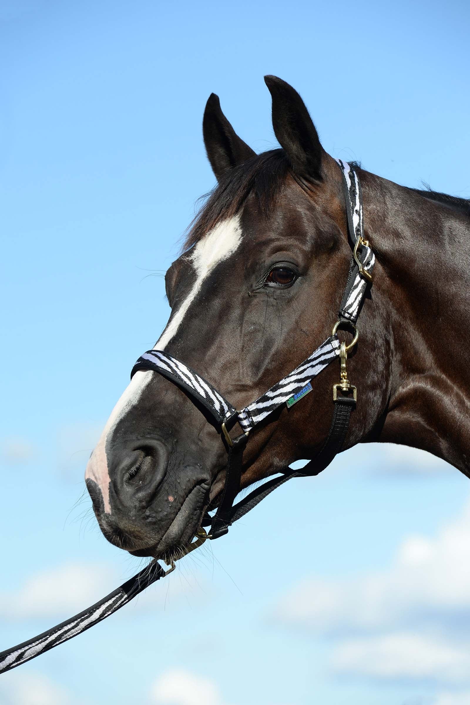 Bucas Dublin Padded Luxury Halter Halters & Leads