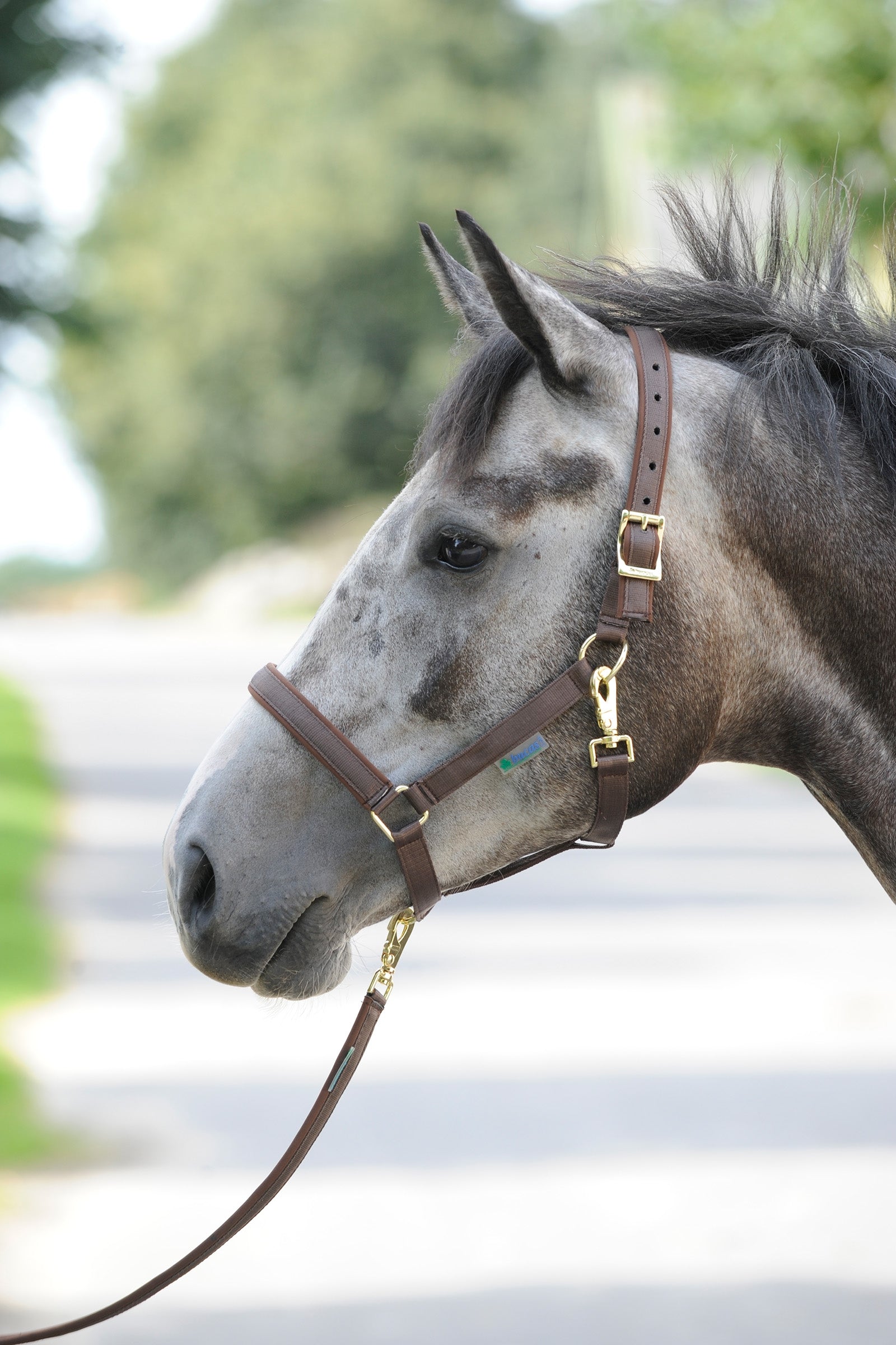 Bucas Luksusowa wyściełana kamizelka Dublin Kantary i uwiązy