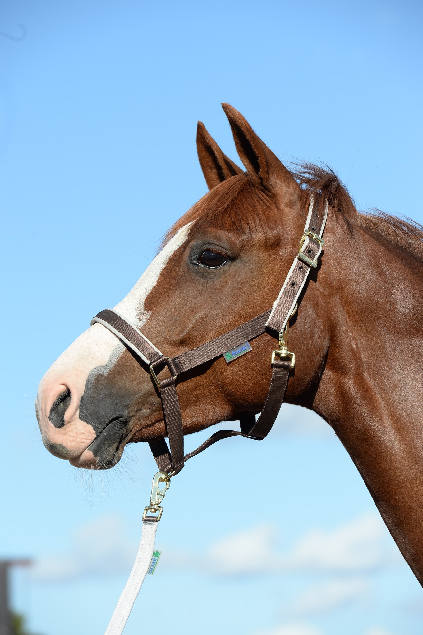 Bucas Dublin Padded Luxury Halter Halters & Leads