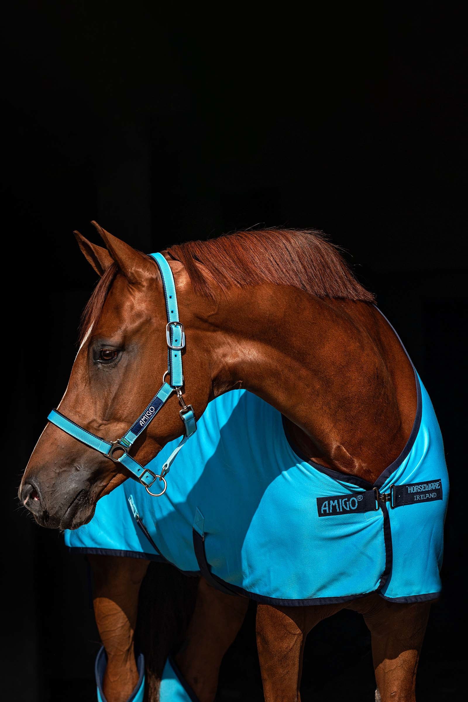 Horseware Kantar Amigo Kantary i uwiązy