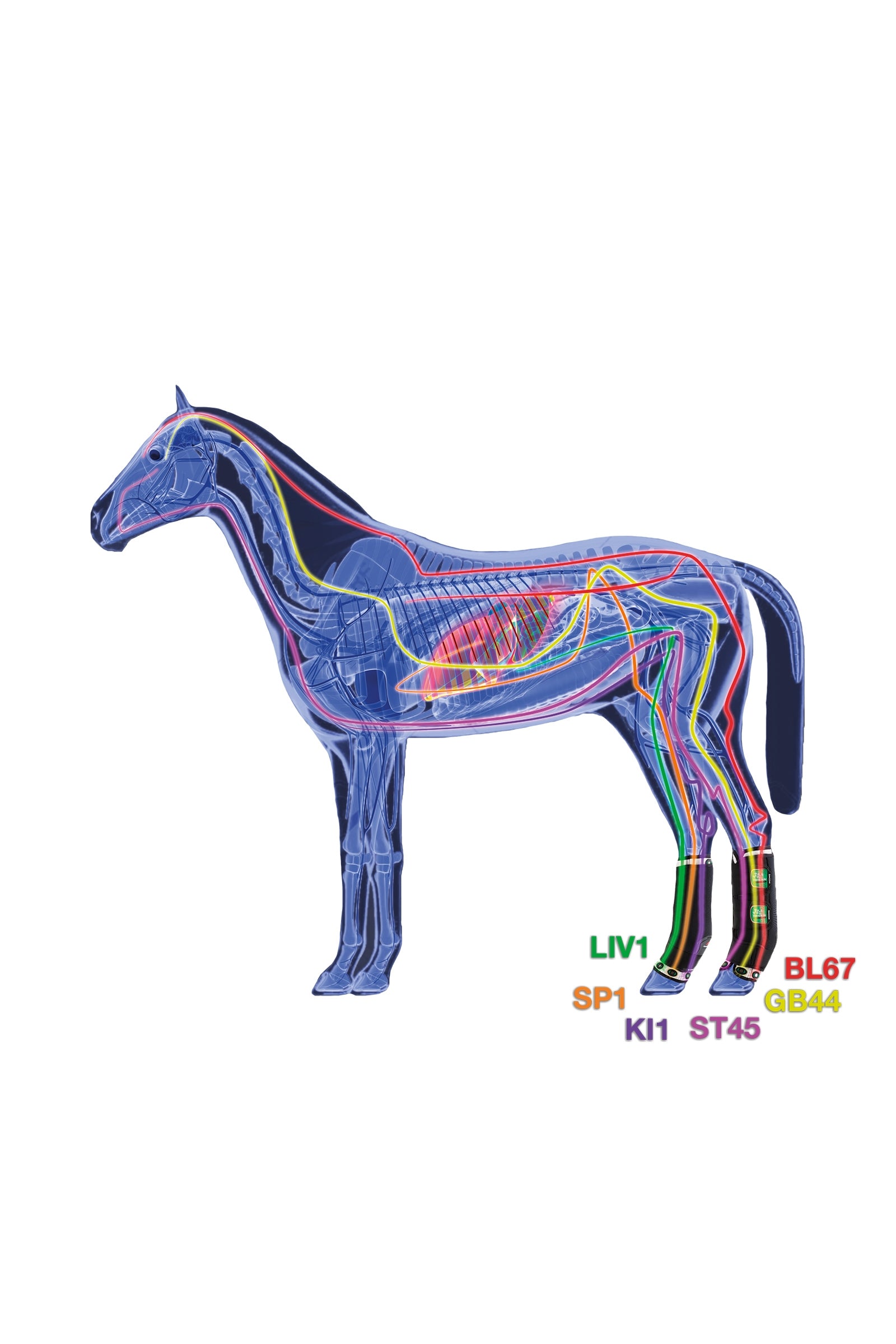 Zandona Therapeutic Support Boot Air rear Leg Protection & Hoof Protection for Horses