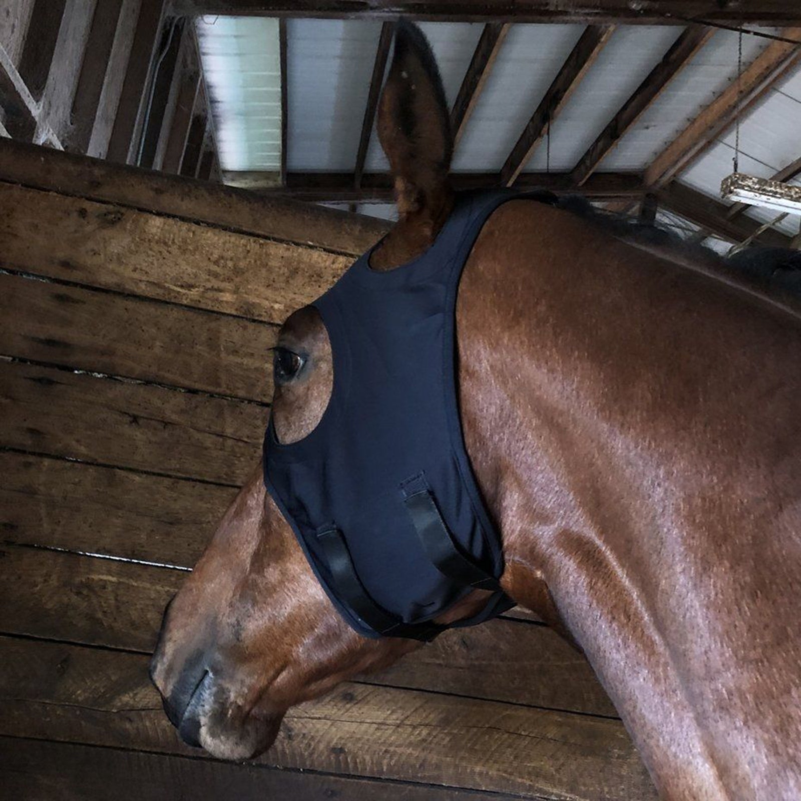 Fenwick Equestrian USA Maska Fenwick Liquid Titanium, zapinana na rzep Sprzęt wyścigowy