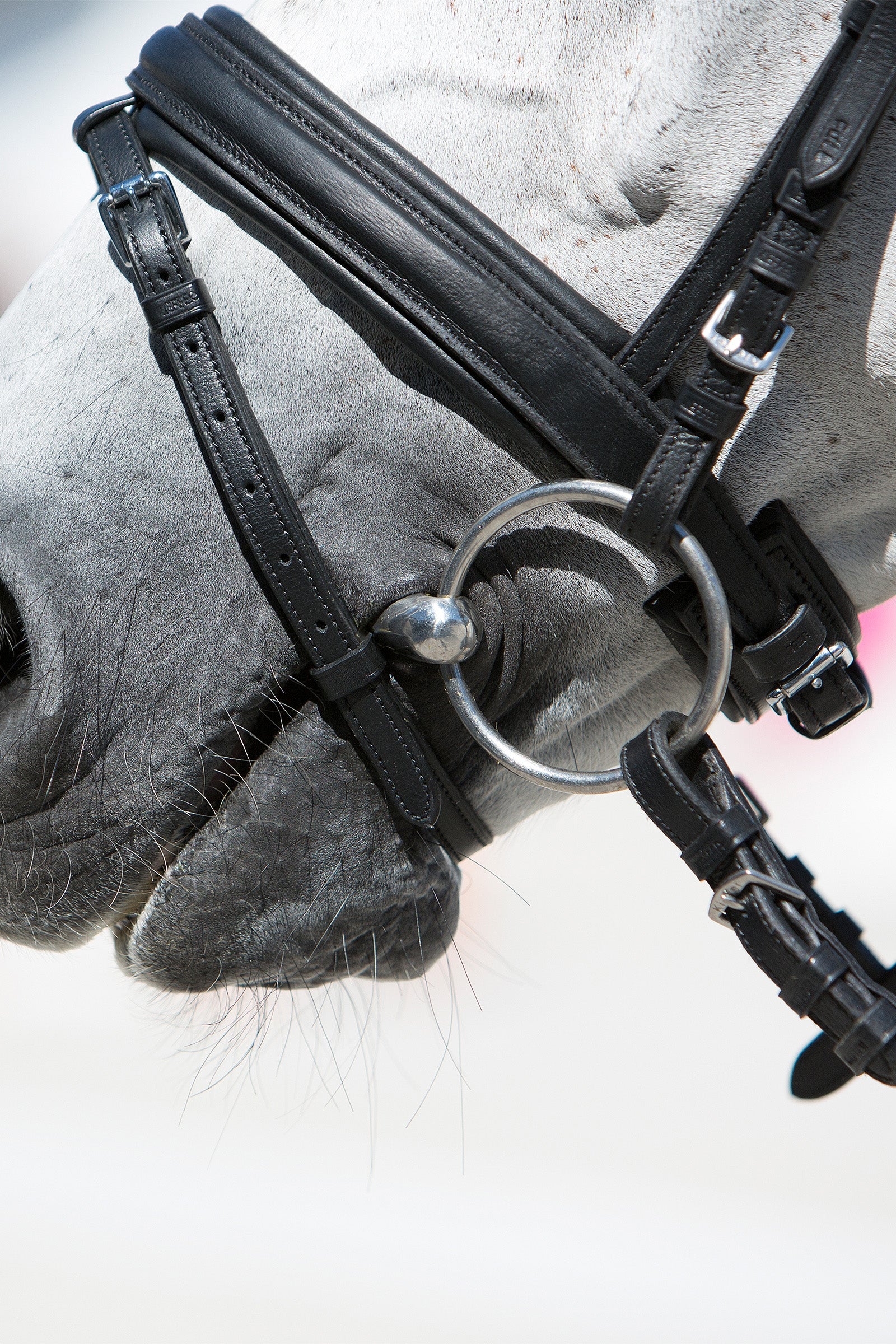 Kieffer Ultrasoft® Economy Bridle Bridles & Reins