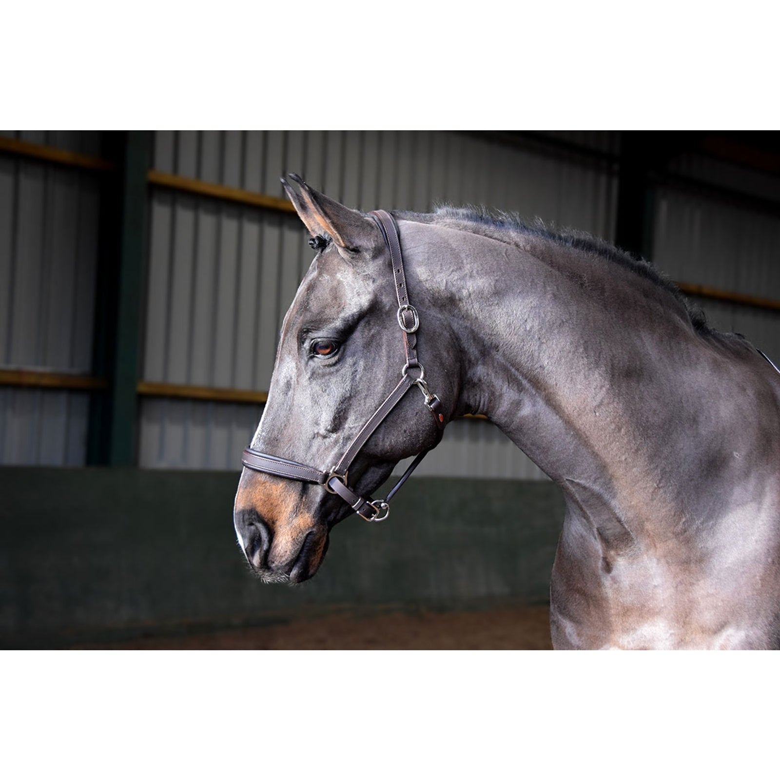 John Whitaker JW RT Headcollar Kantary i uwiązy