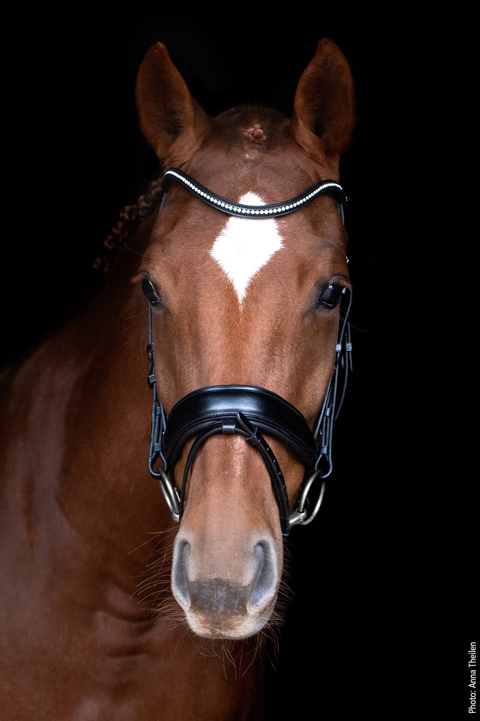Schockemöhle Sports Stanford Anatomical Bridle Bridles & Reins