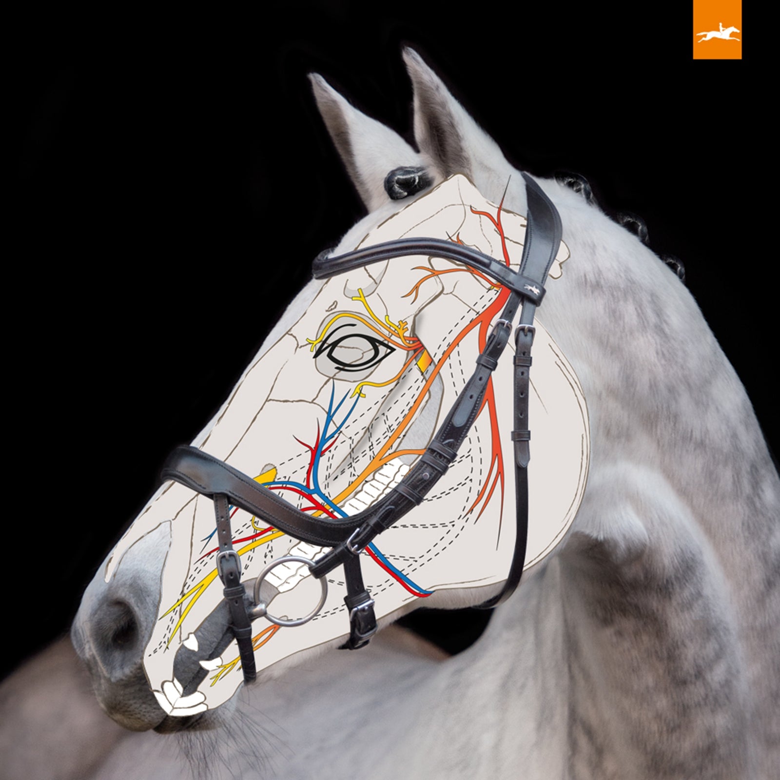 Schockemöhle Sports Equitus Alpha Bridle Bridles & Reins