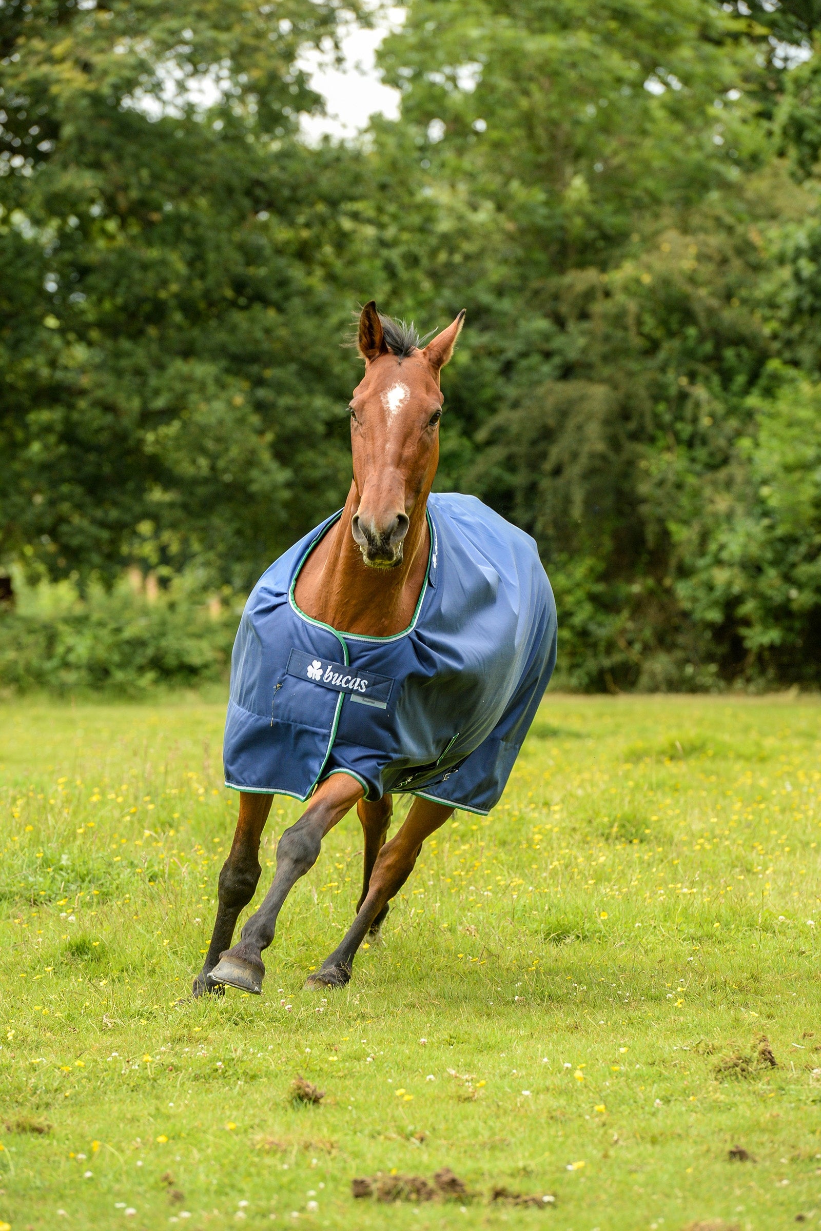 Bucas Smartex Extra Rug 300g Horse Rugs