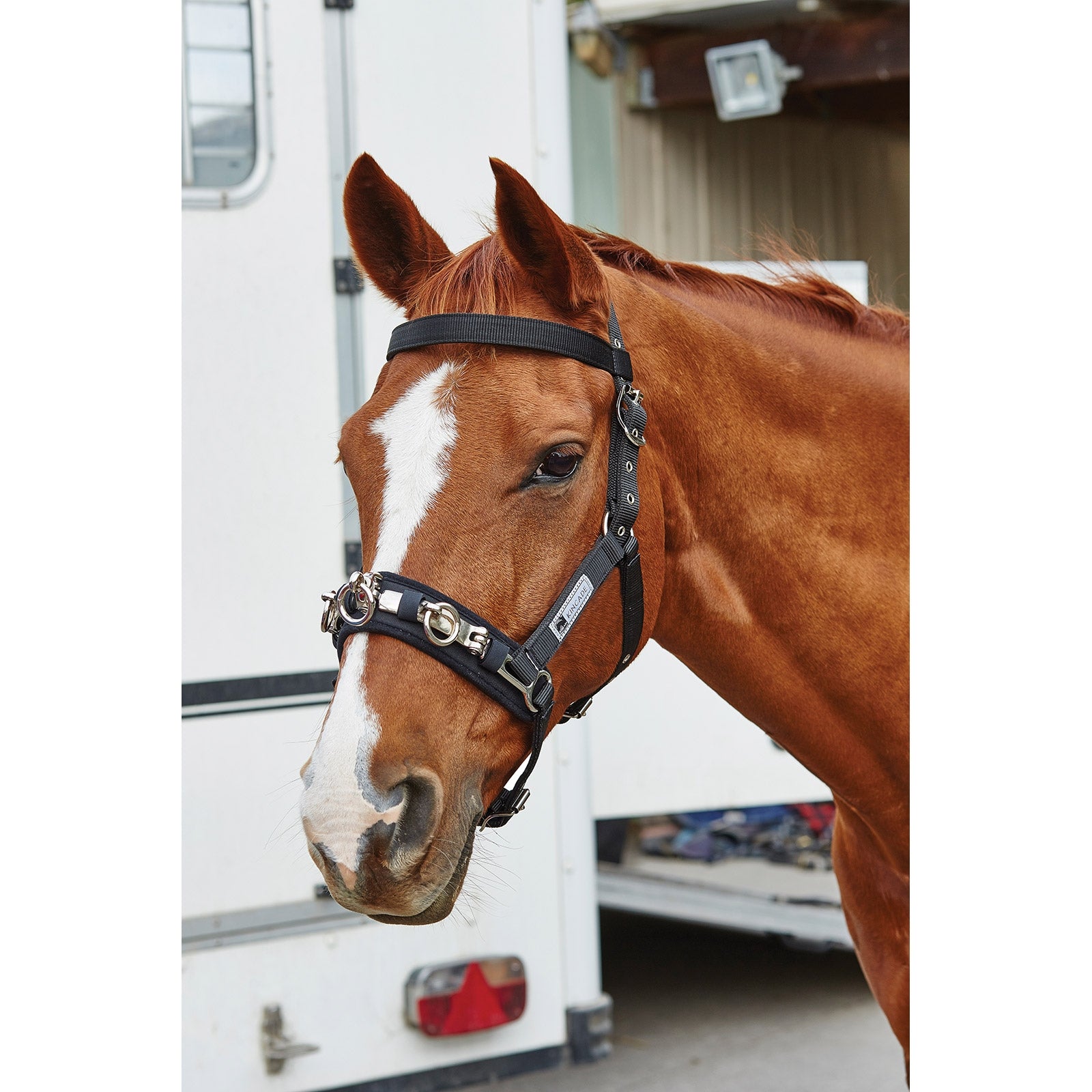 Kincade Cooridinate Lunge Cavesson Sprzęt do lonżowania i pomoce jeździeckie