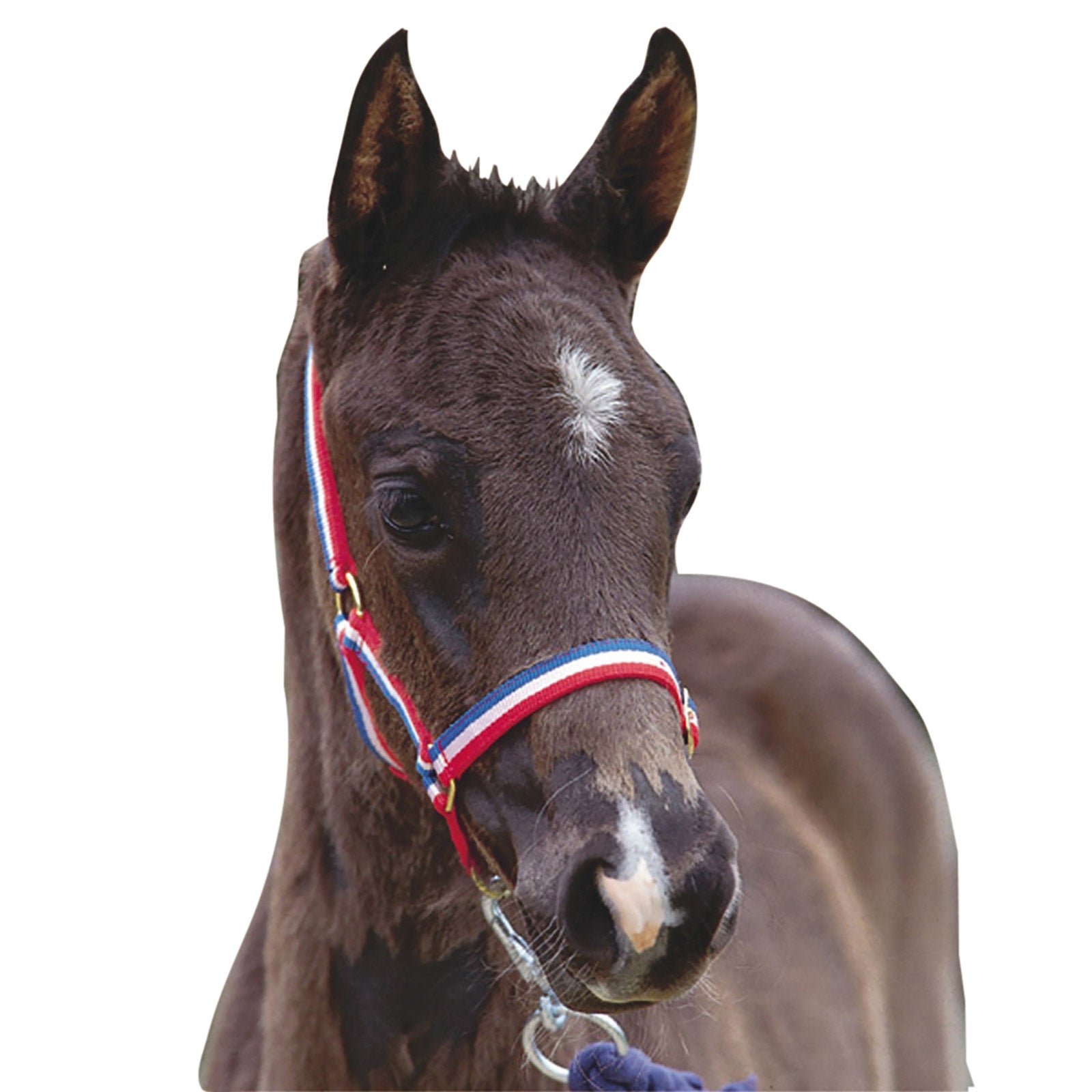 Roma Kołnierzyk Foal Kantary i uwiązy