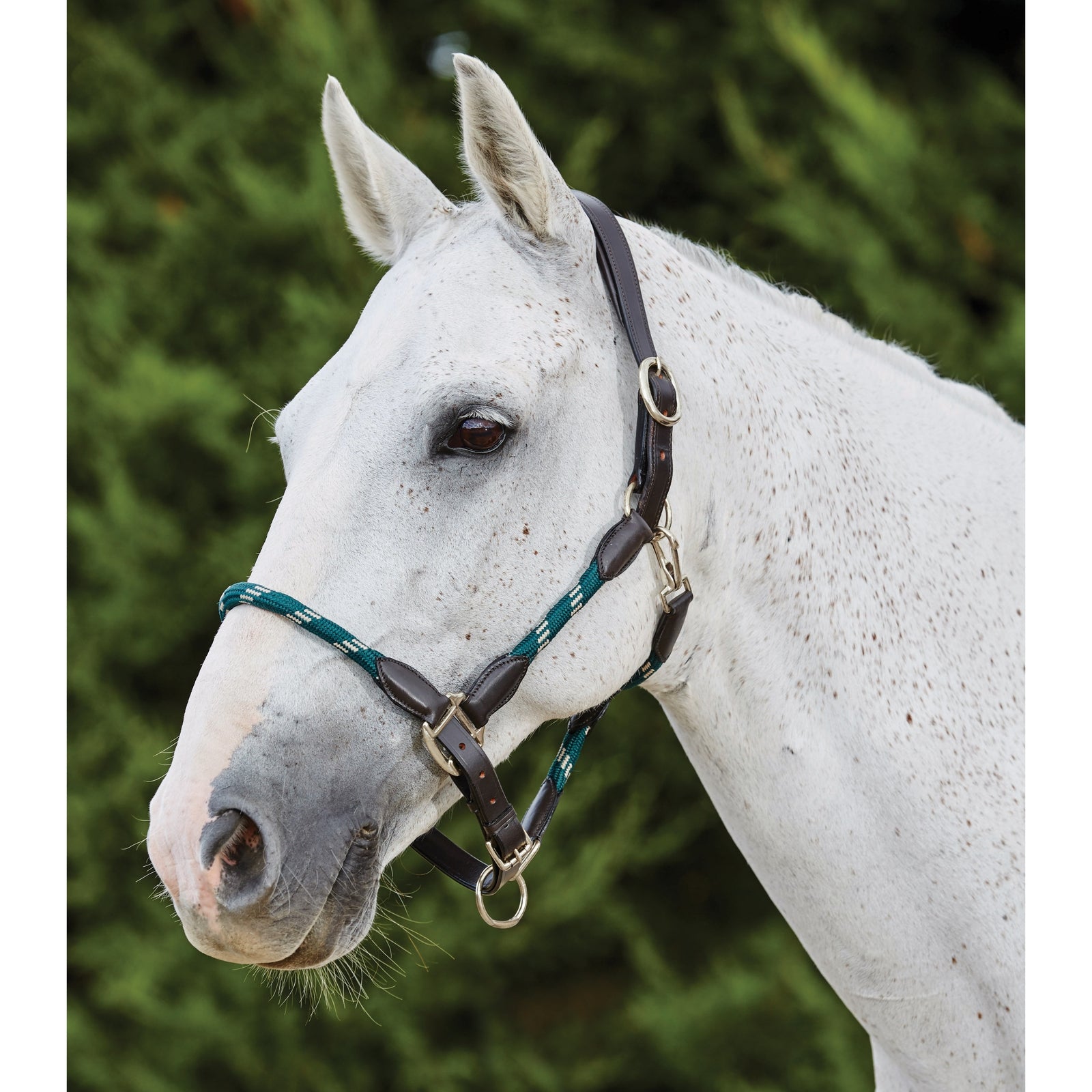 Kincade Skórzany kołnierz ze liny Kincade Kantary i uwiązy