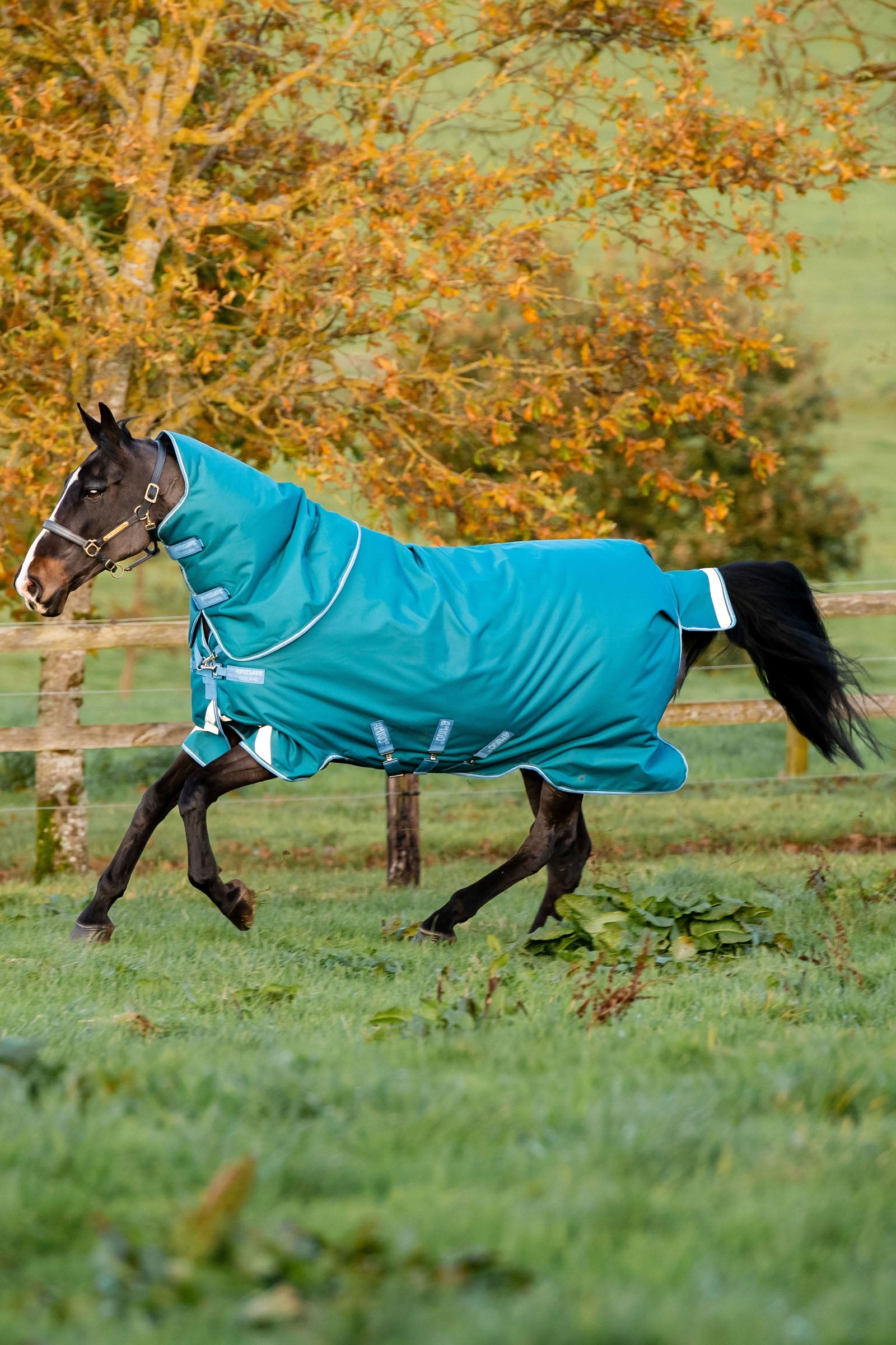 Horseware Amigo Bravo 12 Plus derka padokowa z odpinanym szyją, 400g Derki