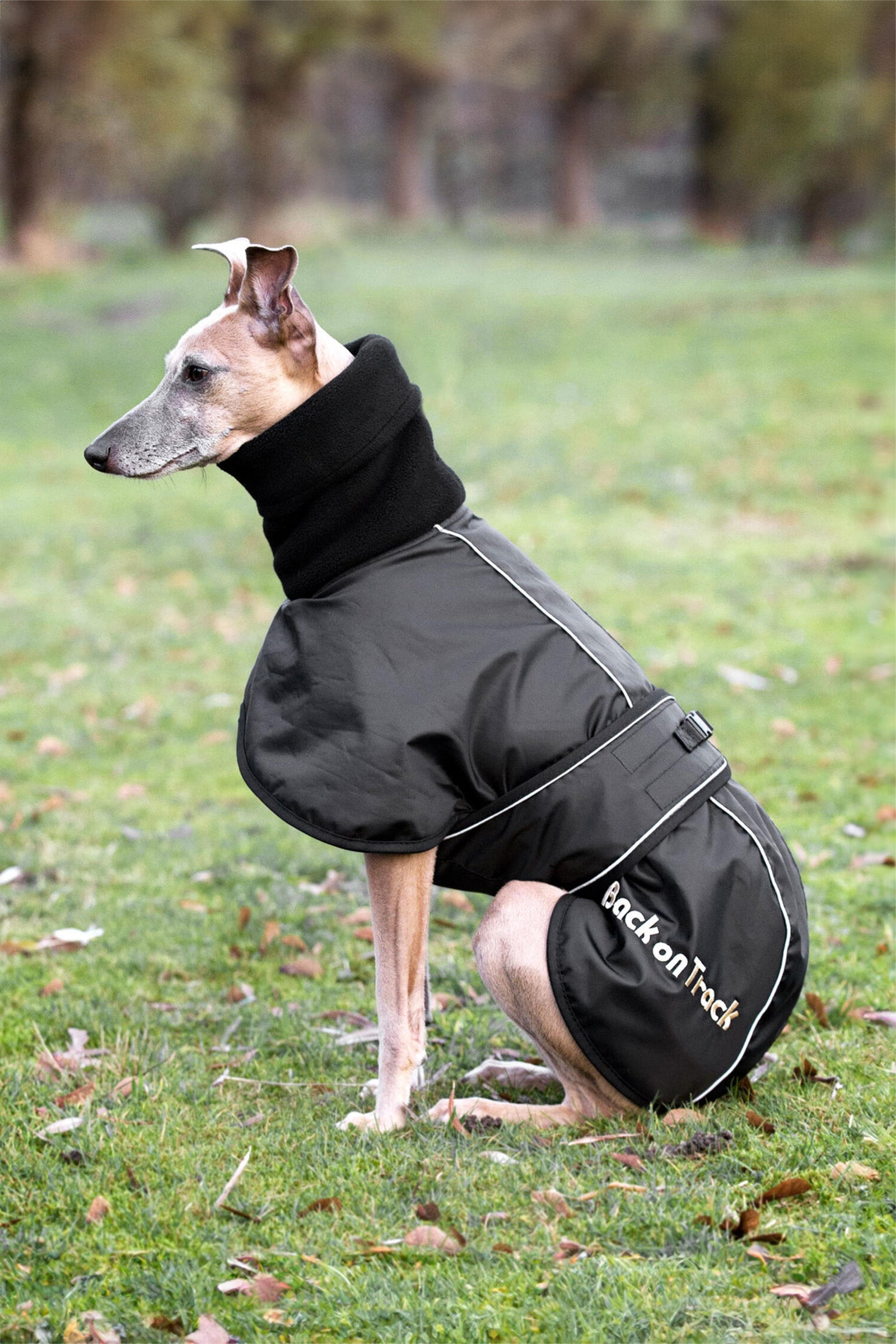 Back on Track Derka dla pasa Whippet, XS-M Pies