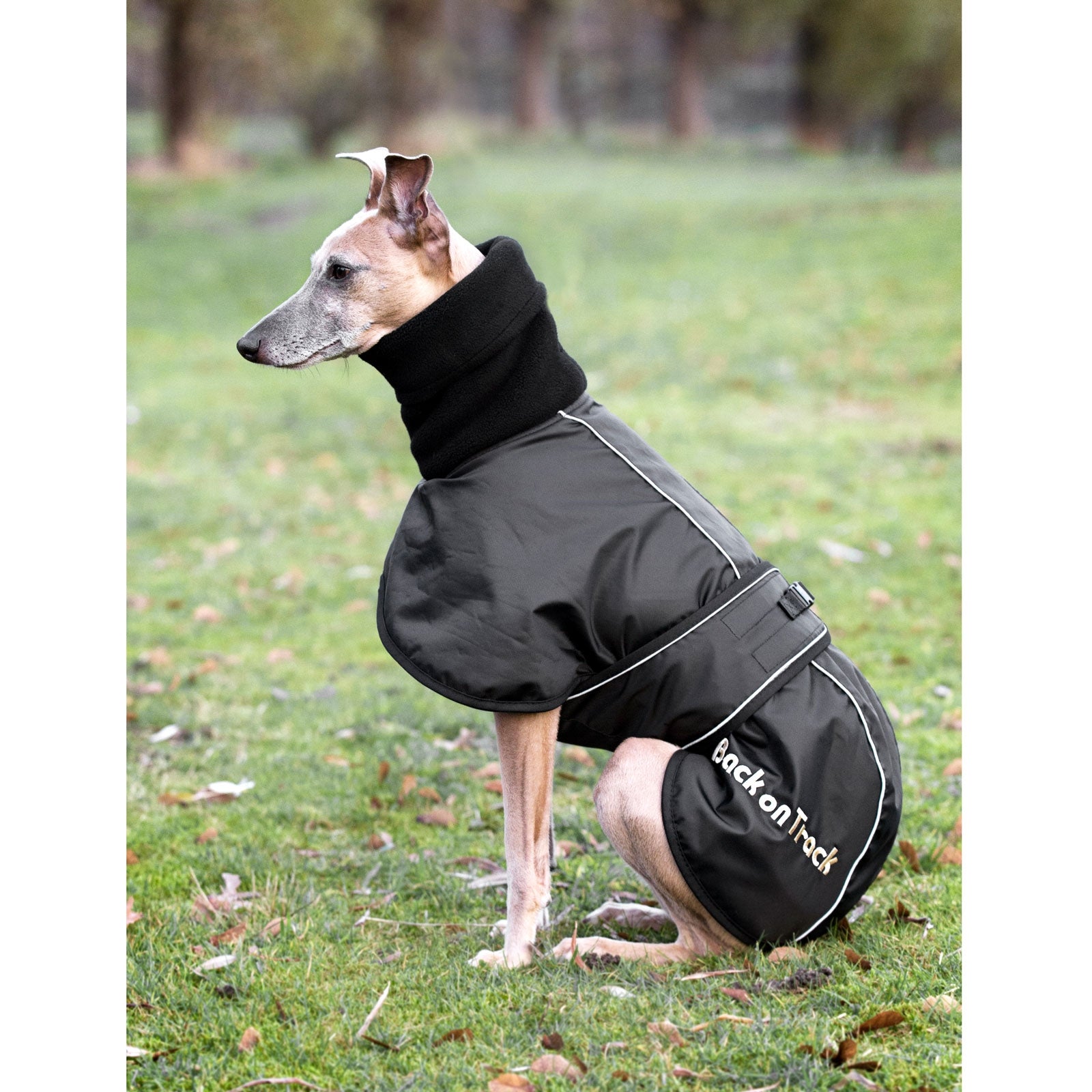 Back on Track Derka dla psa Whippet, L-XXL Pies