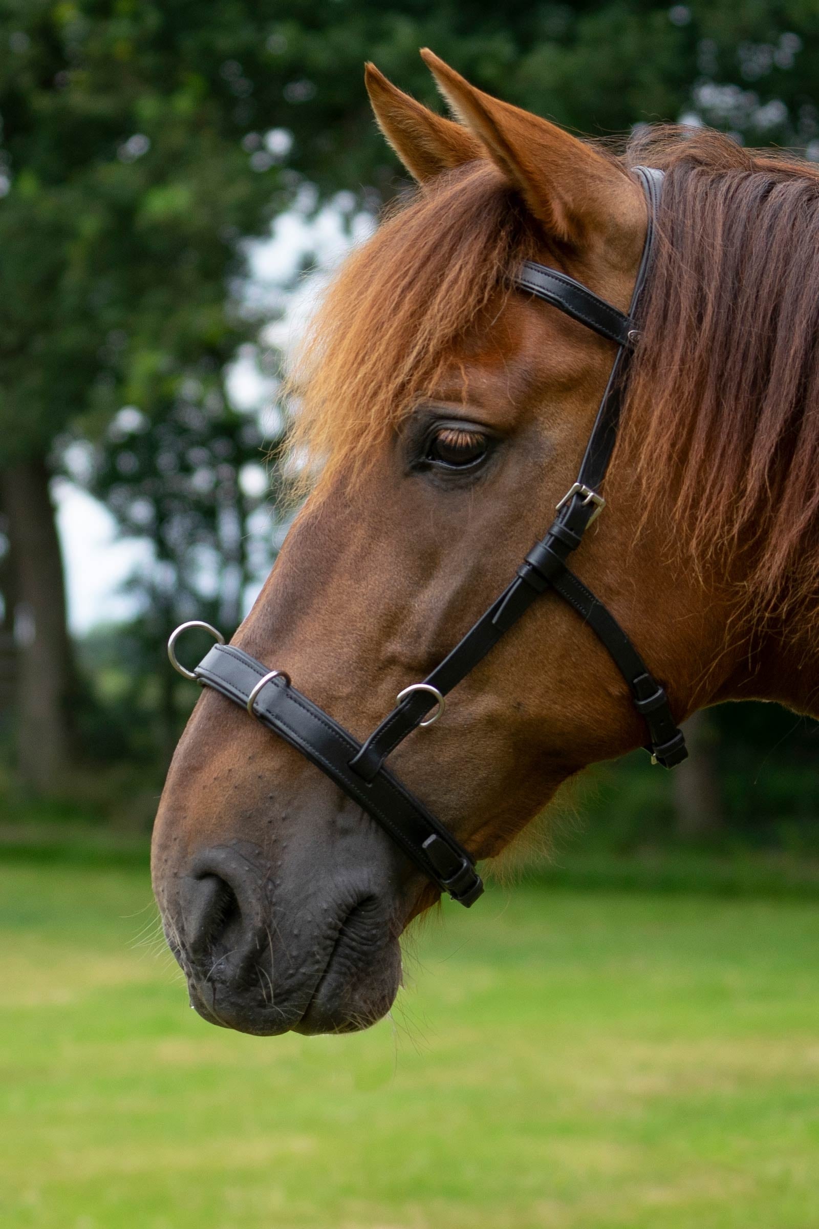 F.R.A. Freedom Riding Articles Baro Cavesson, Leather (Shire) Horse Training