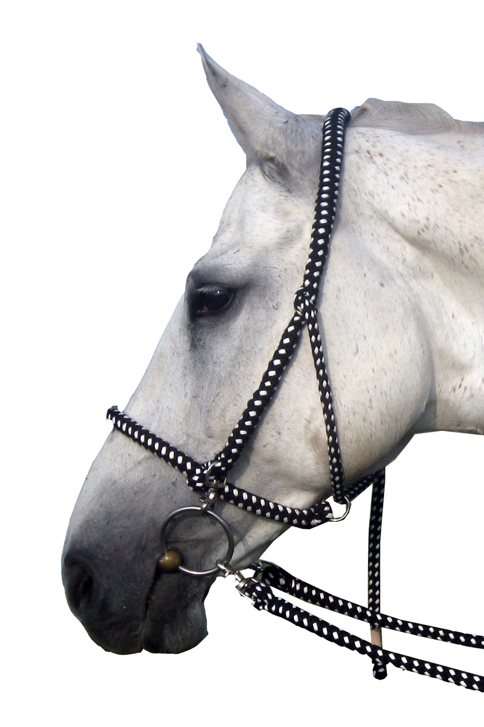 F.R.A. Freedom Riding Articles Gregor W zestawie bawełniane wodze z kantarem Kantary i uwiązy