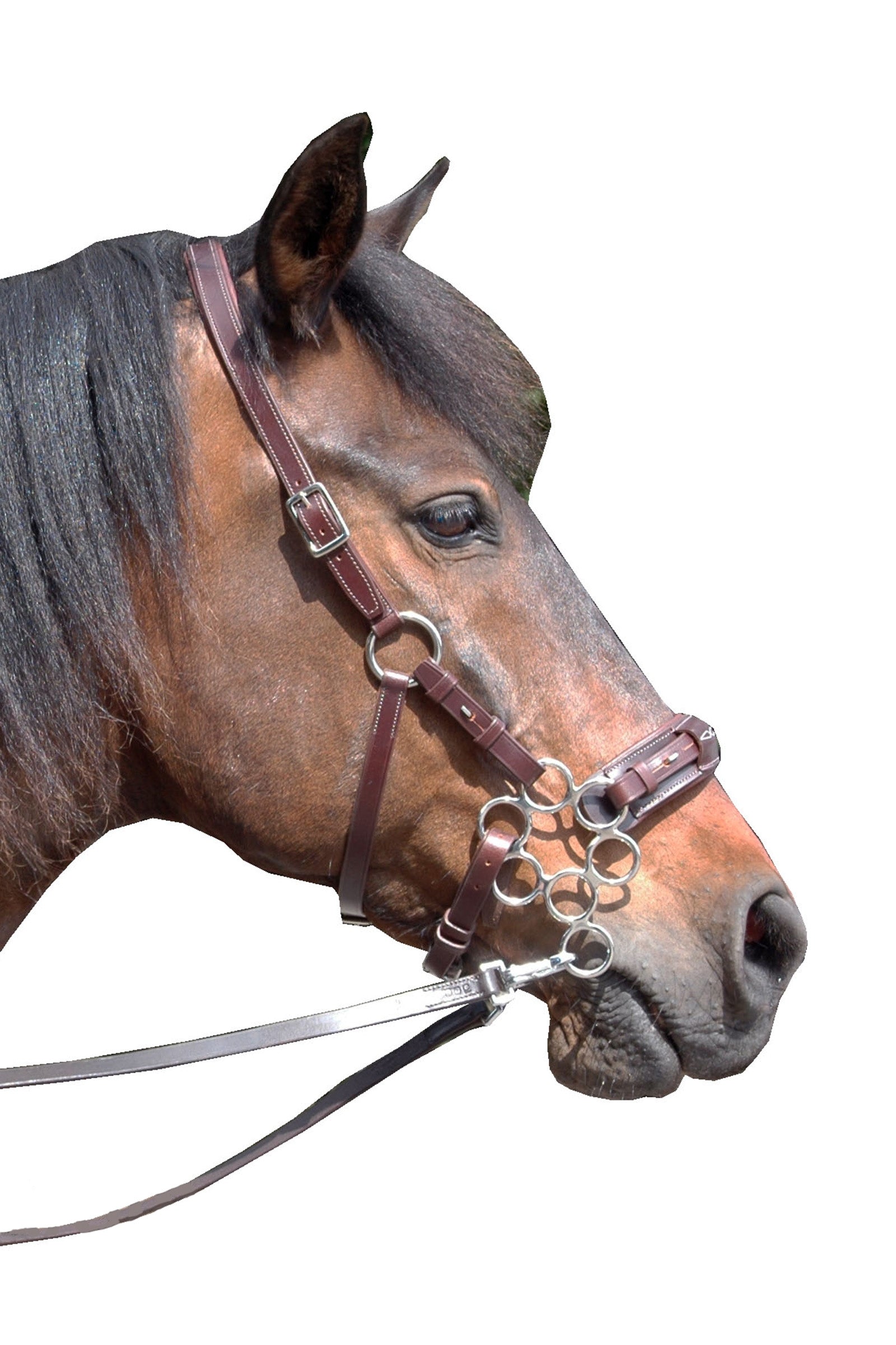 F.R.A. Freedom Riding Articles Aram Hackamore (System 2) Skóra, paski na szczęki, z nożyczkami Ogłowia i wodze