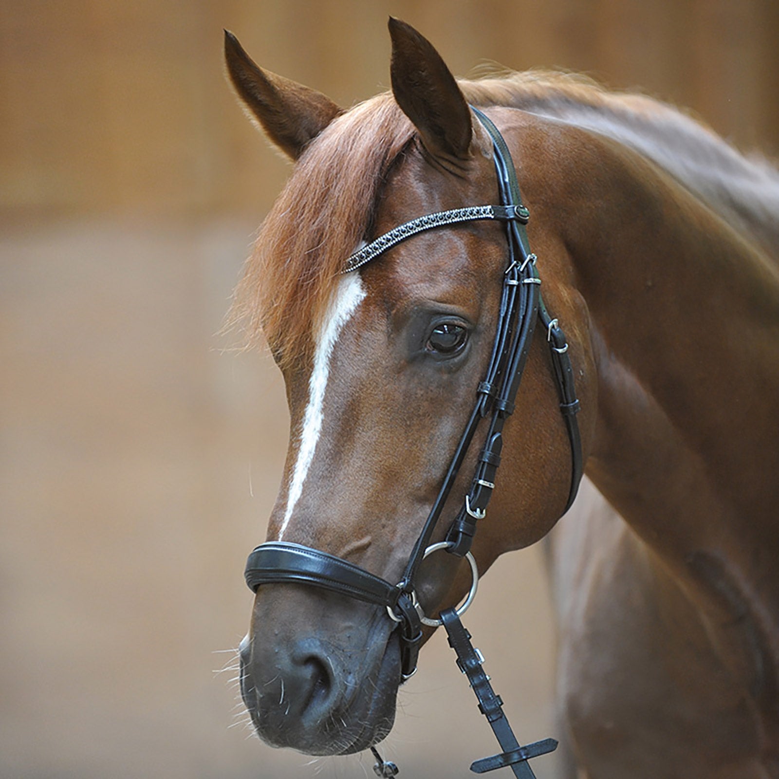 Kavalkade Isabella Bridle with Drop Noseband Ogłowia i wodze