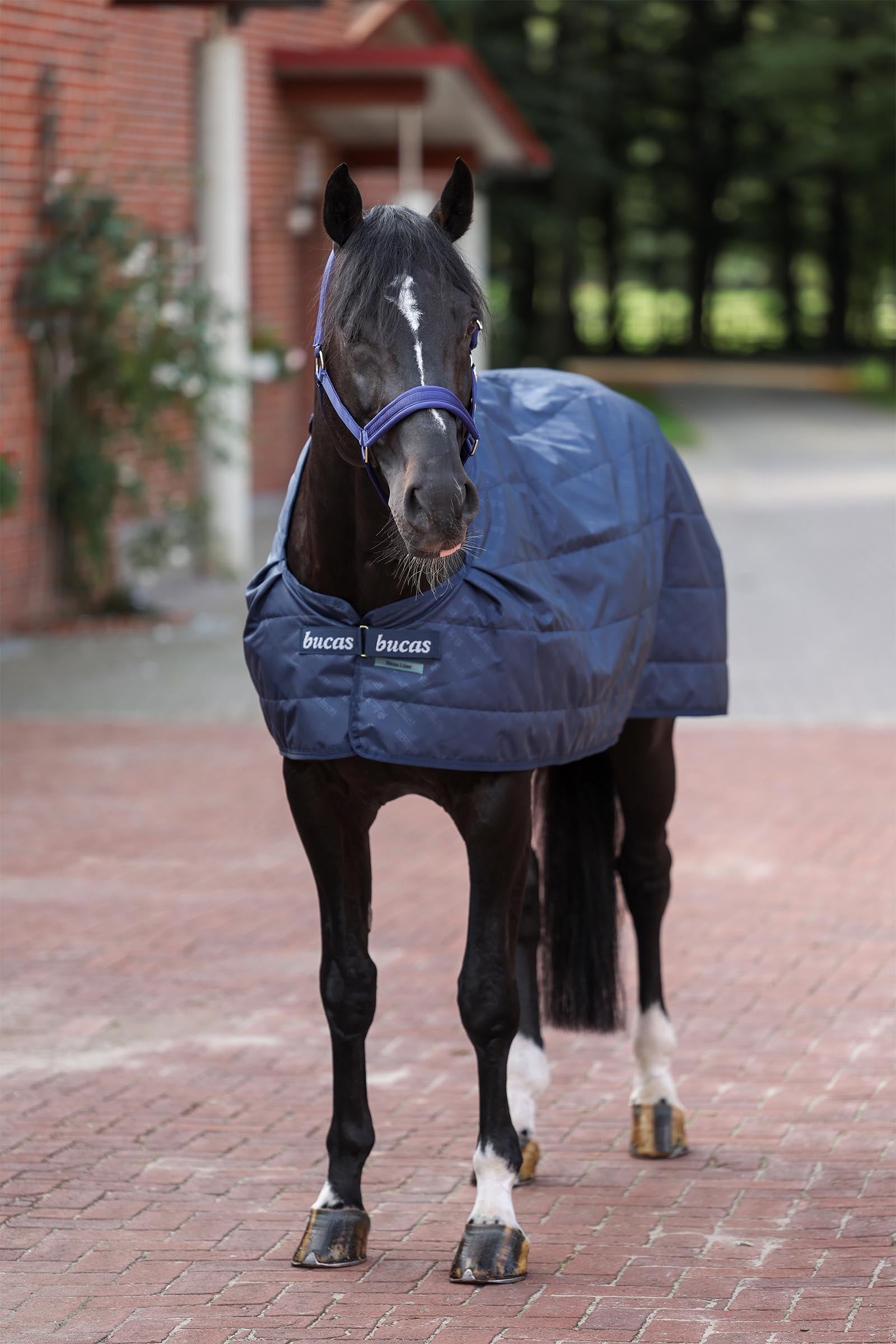 Bucas Liner, 200 g Horse Rugs