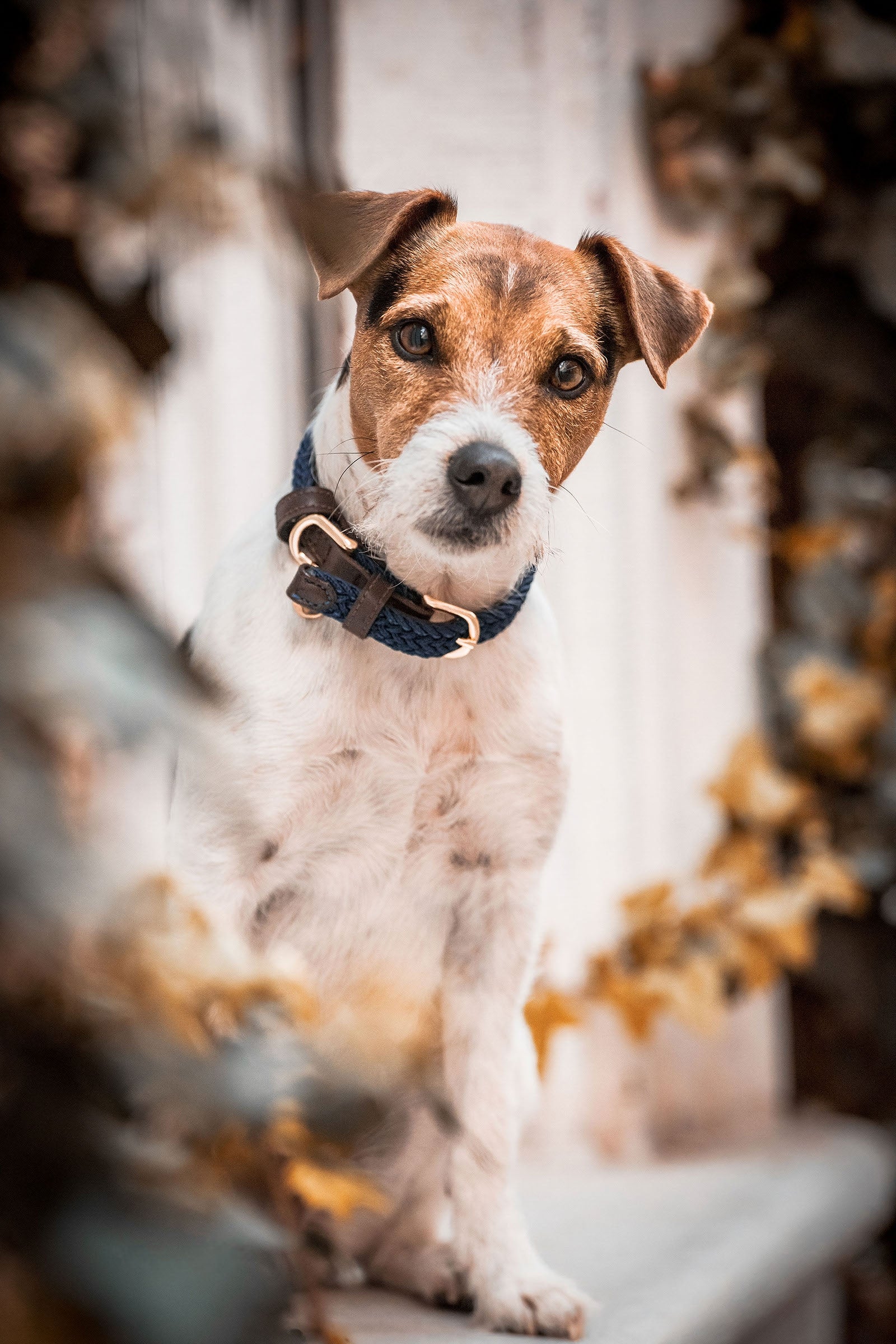 Kentucky Dogwear Obroża dla psa pleciona, nylonowa Kentucky Dogwear Pies