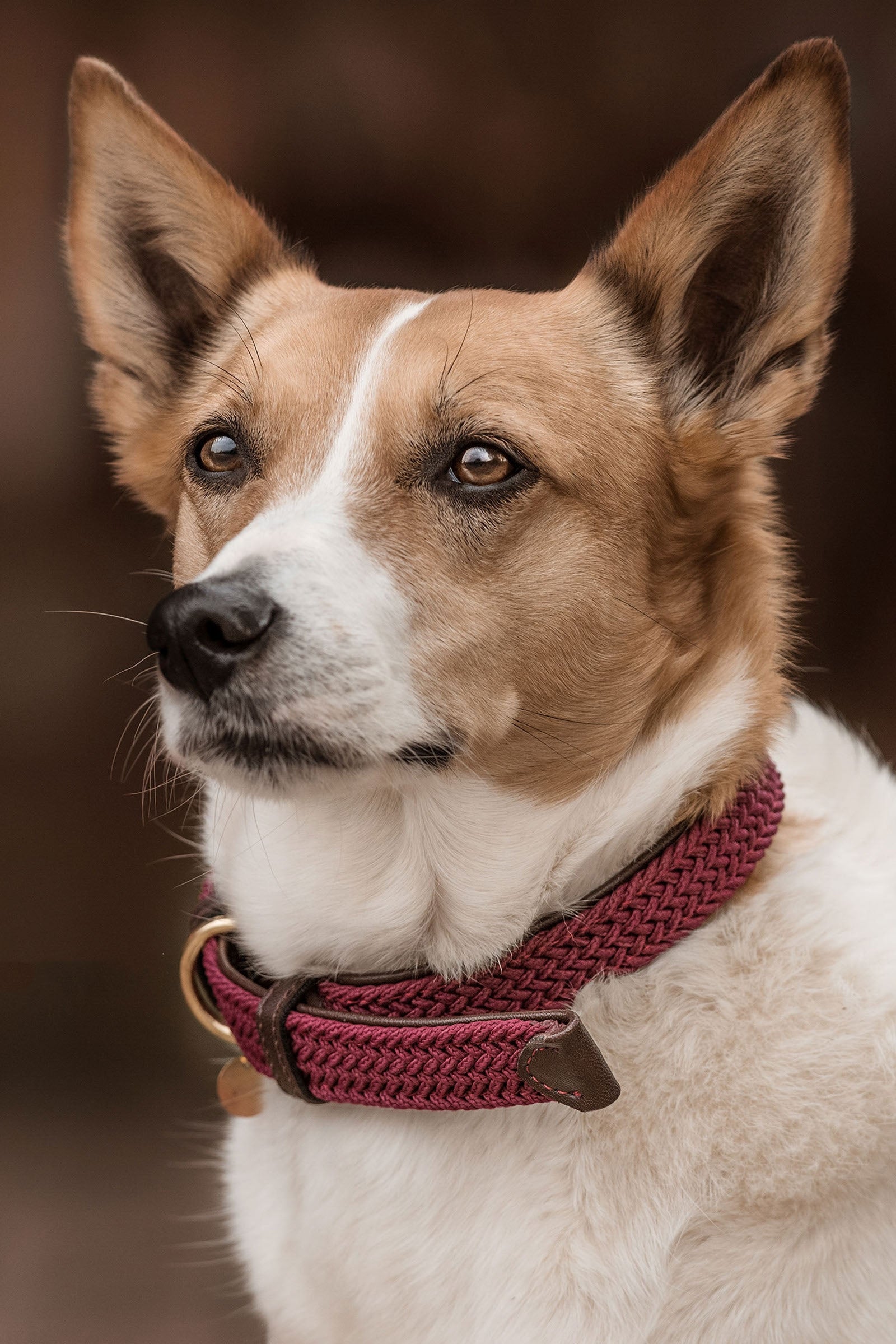 Kentucky Dogwear Obroża dla psa pleciona, nylonowa Pies