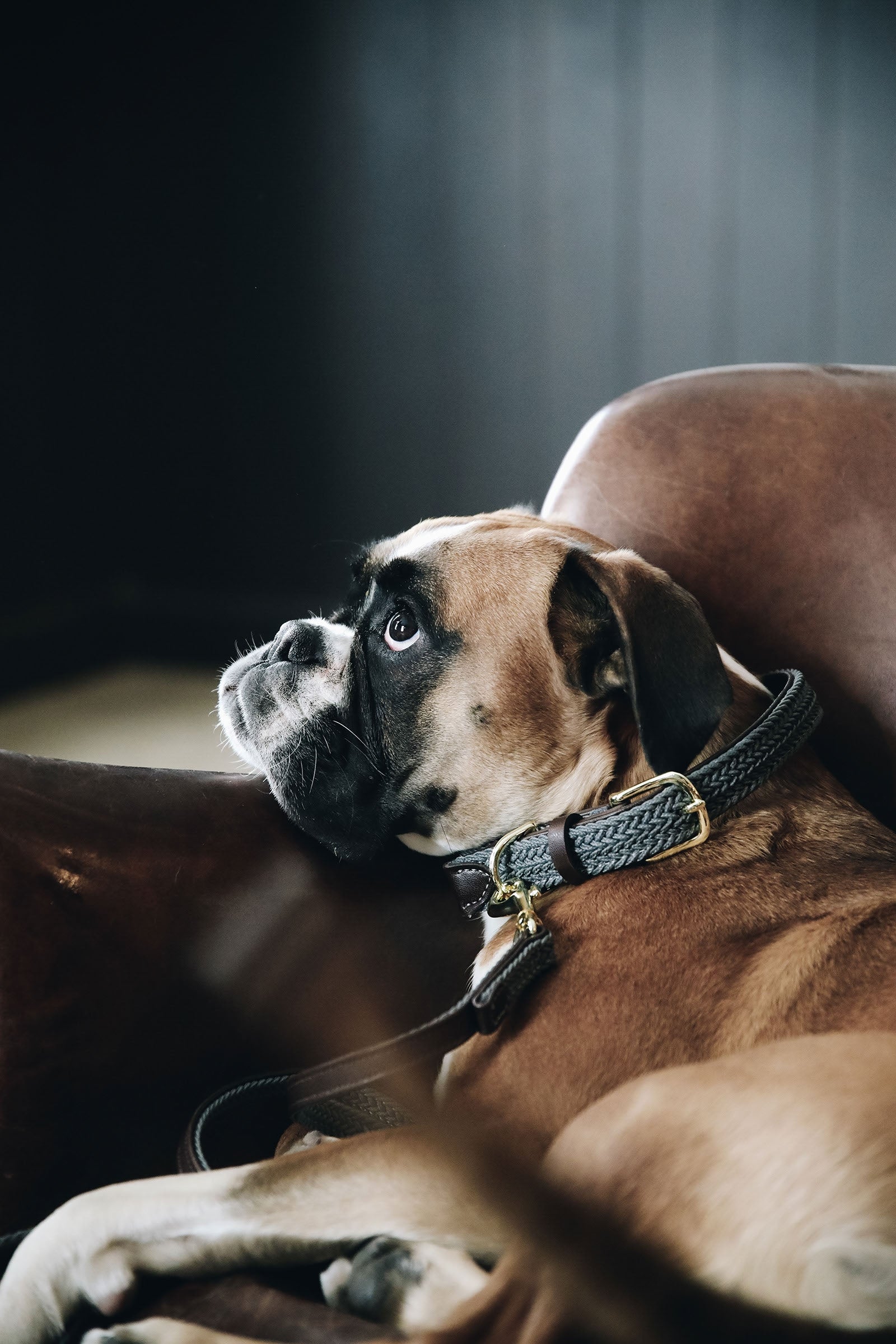 Kentucky Dogwear Obroża dla psa pleciona, nylonowa Pies