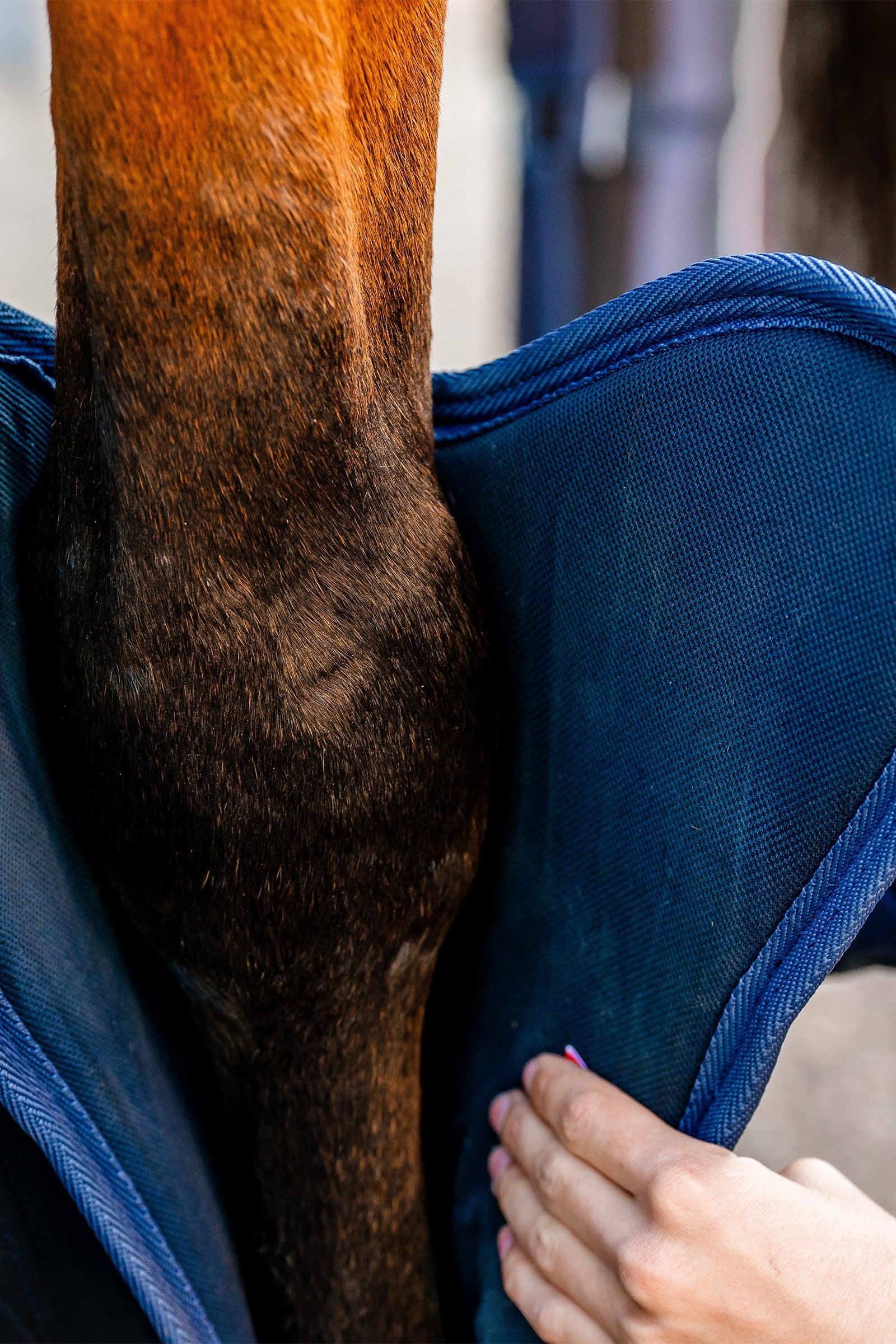 Horseware Signature Travel Boots Leg Protection & Hoof Protection for Horses