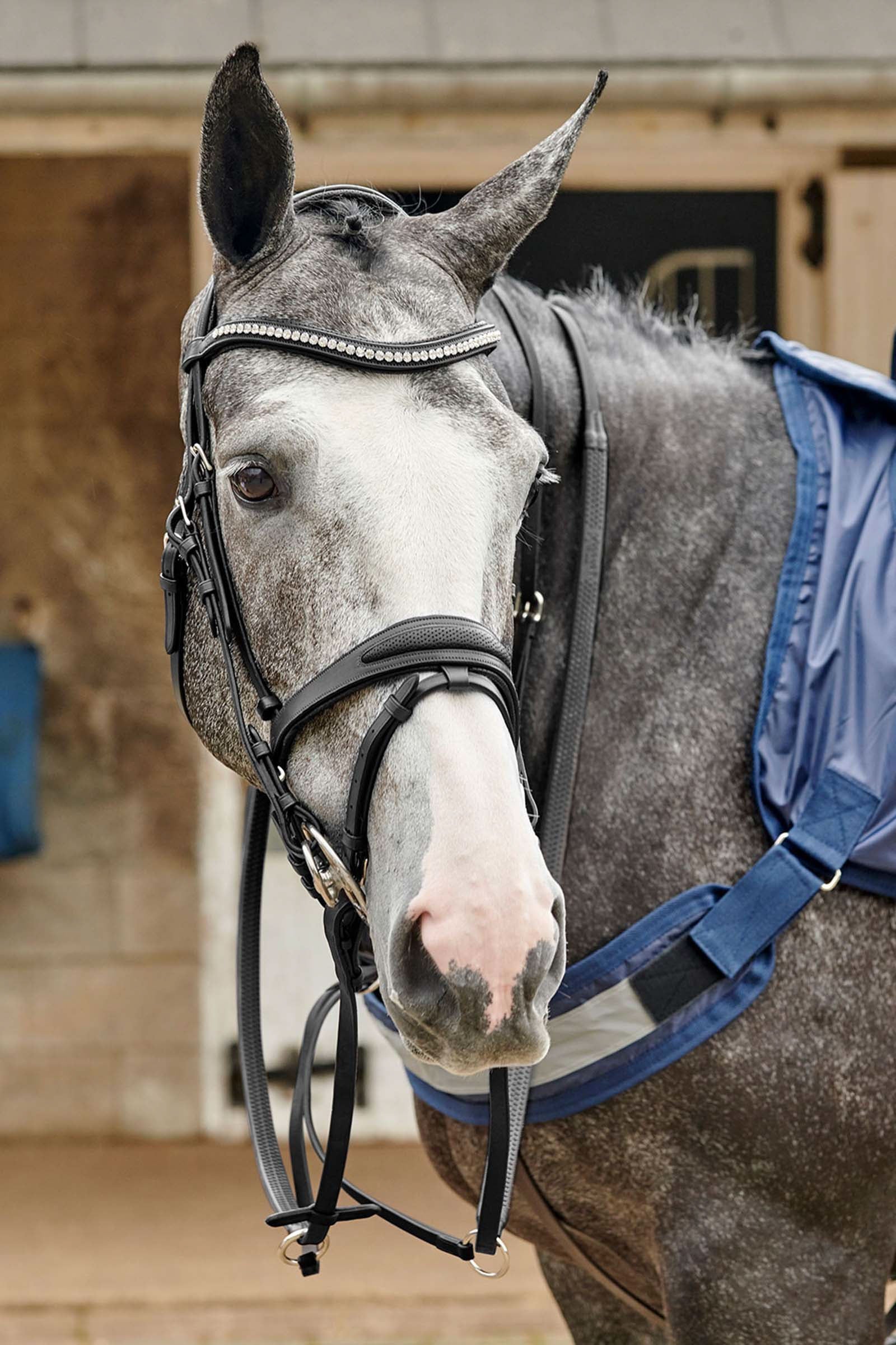 John Whitaker Perforowane ogłowie Chicago Ogłowia i wodze