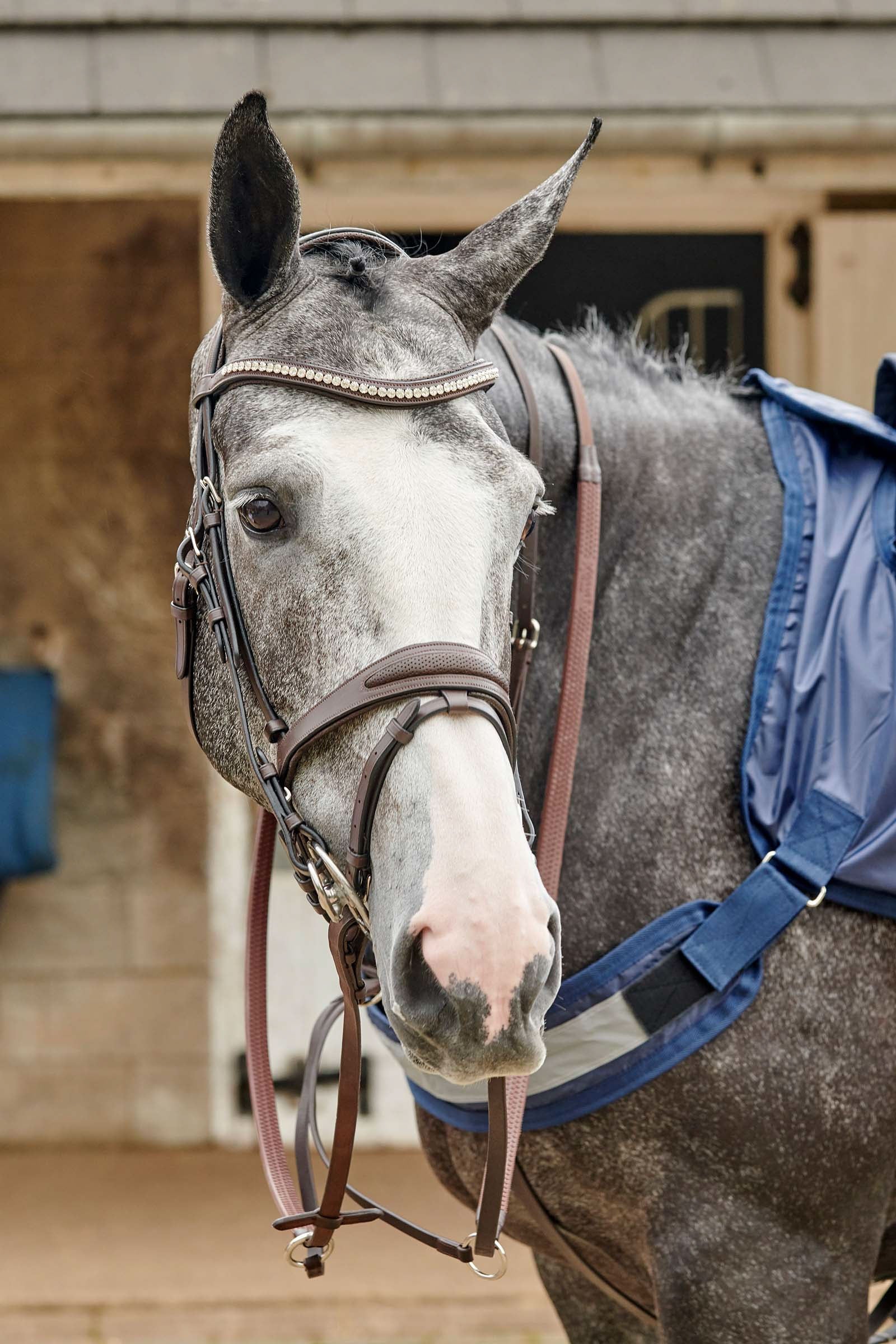 John Whitaker Perforowane ogłowie Chicago Ogłowia i wodze