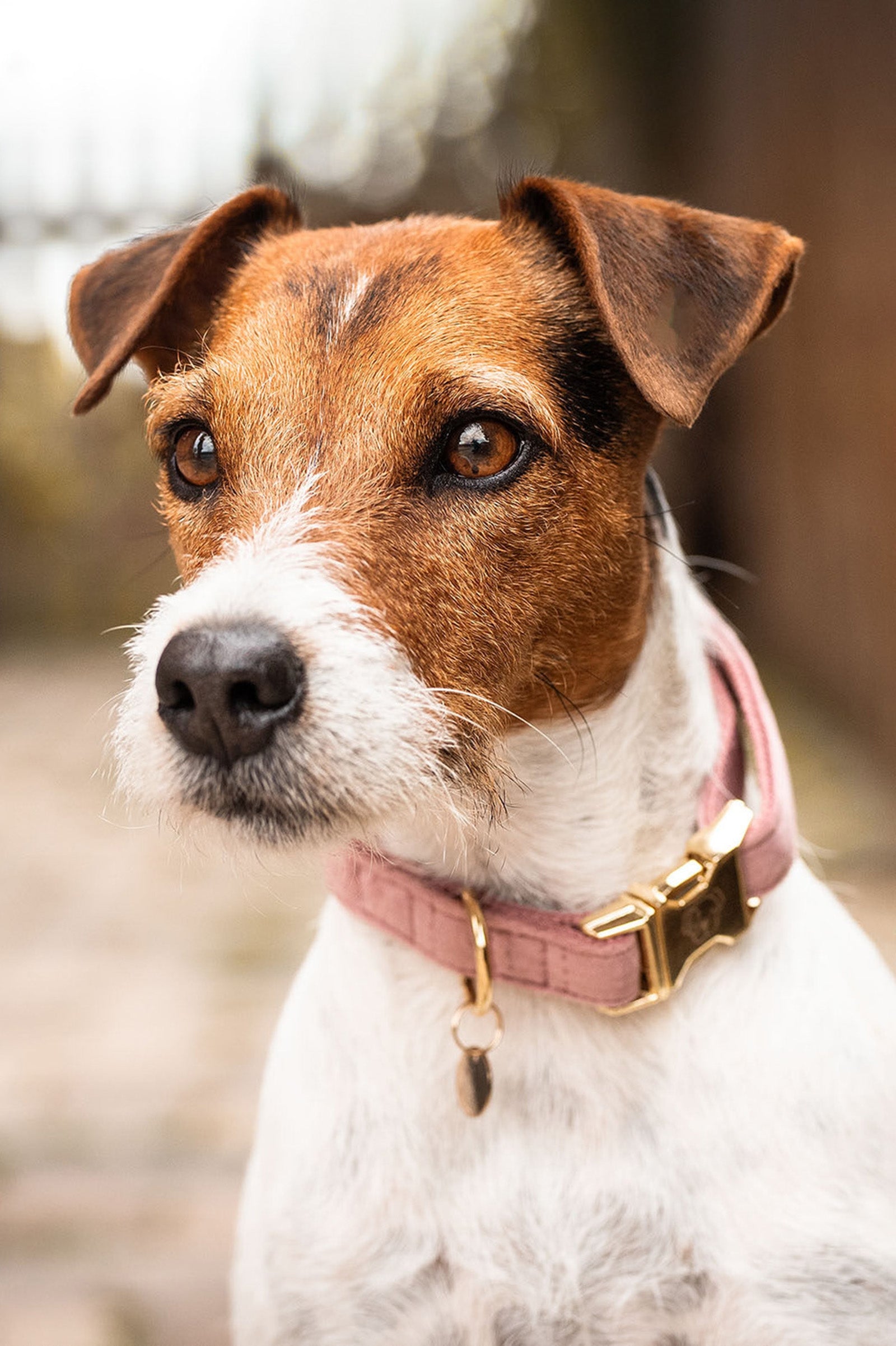 Kentucky Dogwear Obroża dla psa Velvet Pies