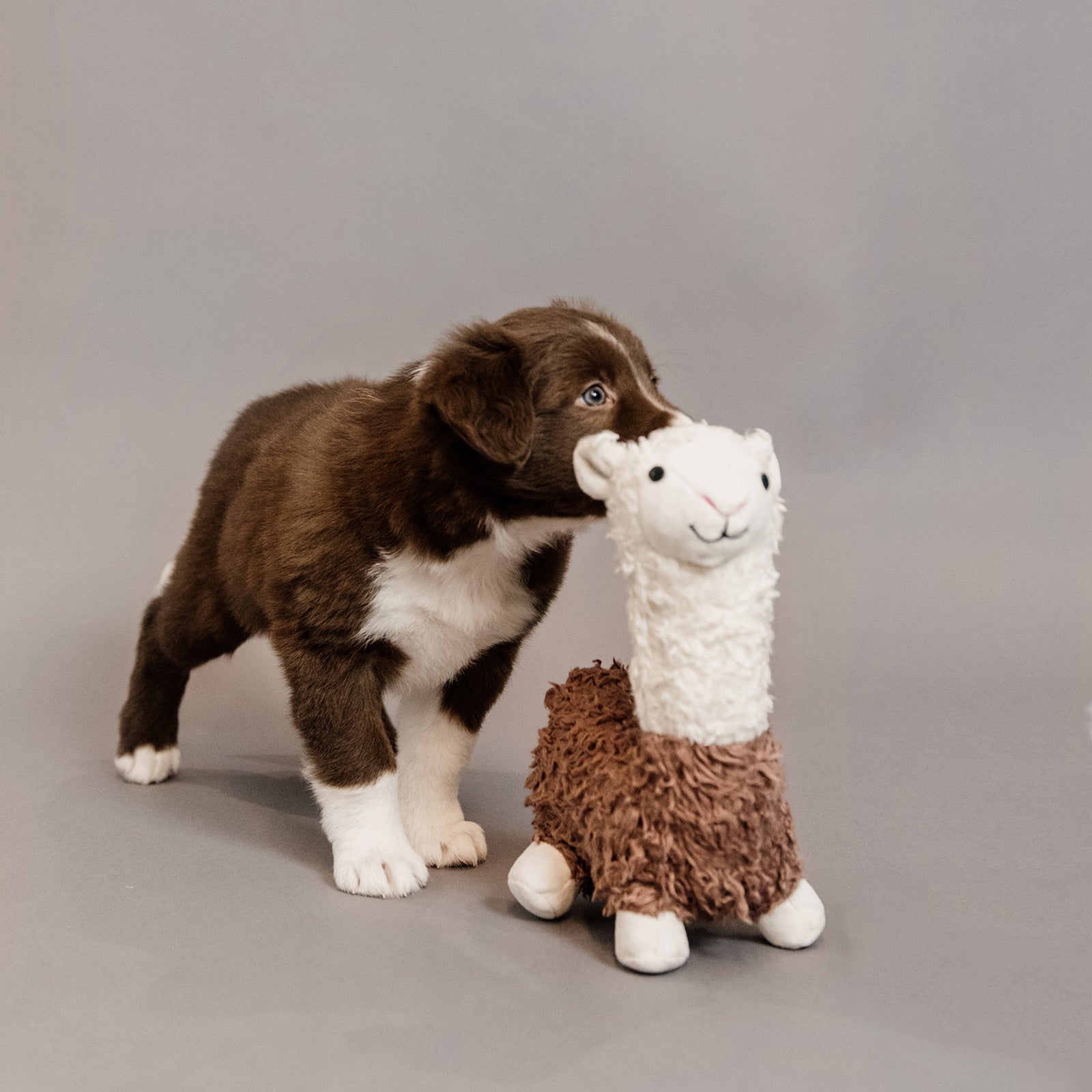 Kentucky Dogwear Dog Toy Alpaca Dog Accesories